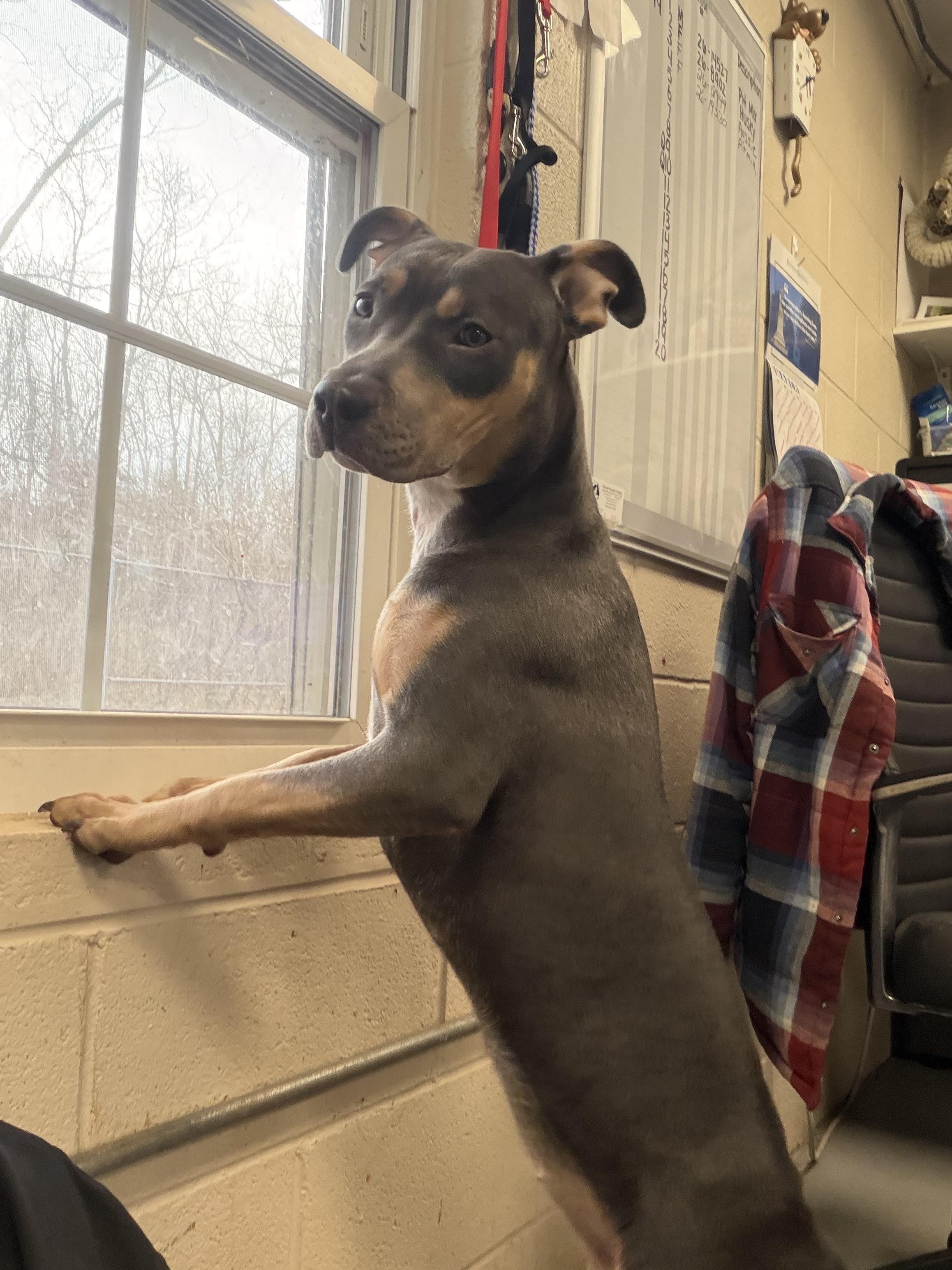 Enlarge Hailey , a ADOPTABLE mixed breed in New Britain, CT image 4/4