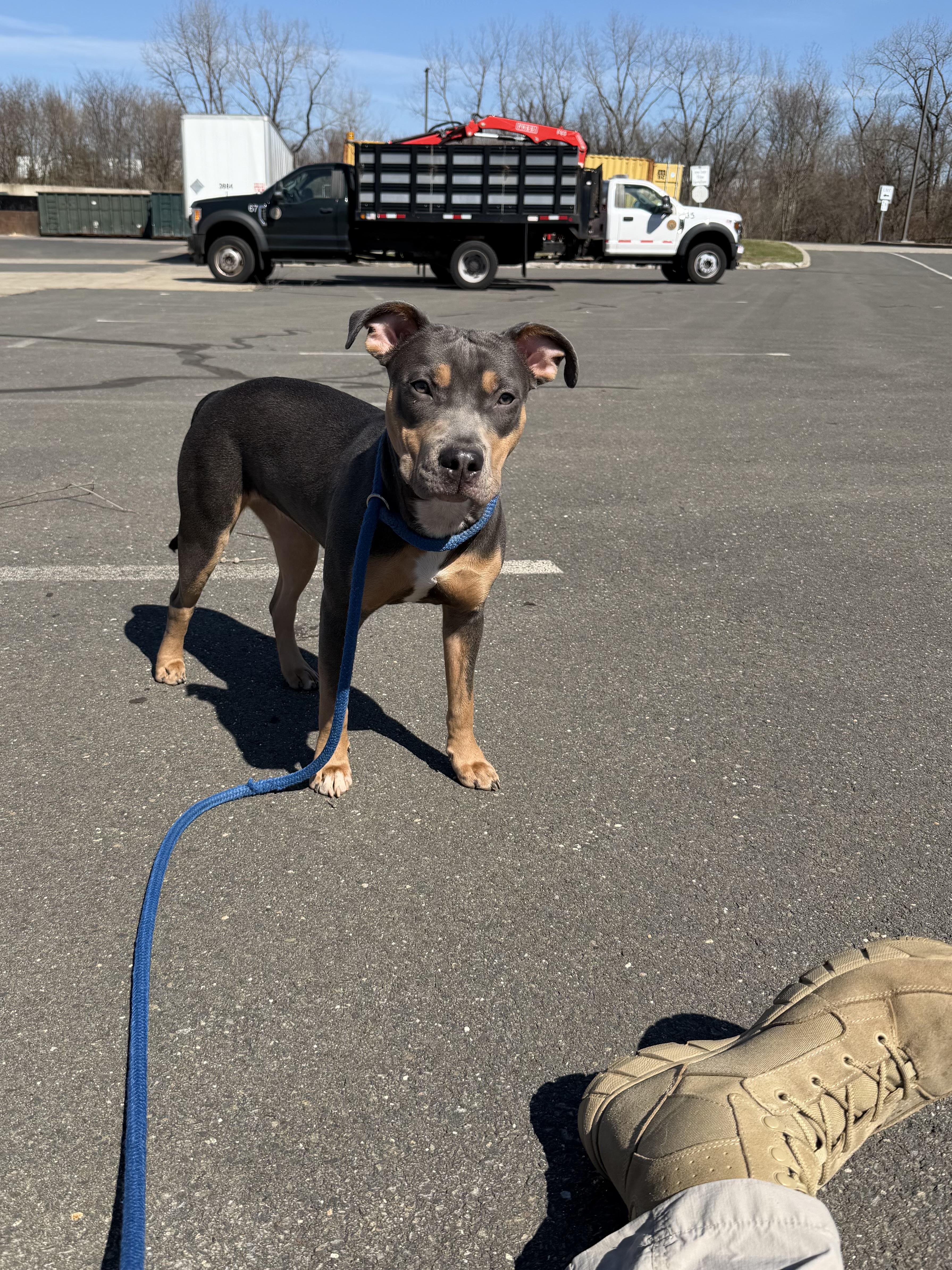 Enlarge Hailey , a ADOPTABLE mixed breed in New Britain, CT image 1/4