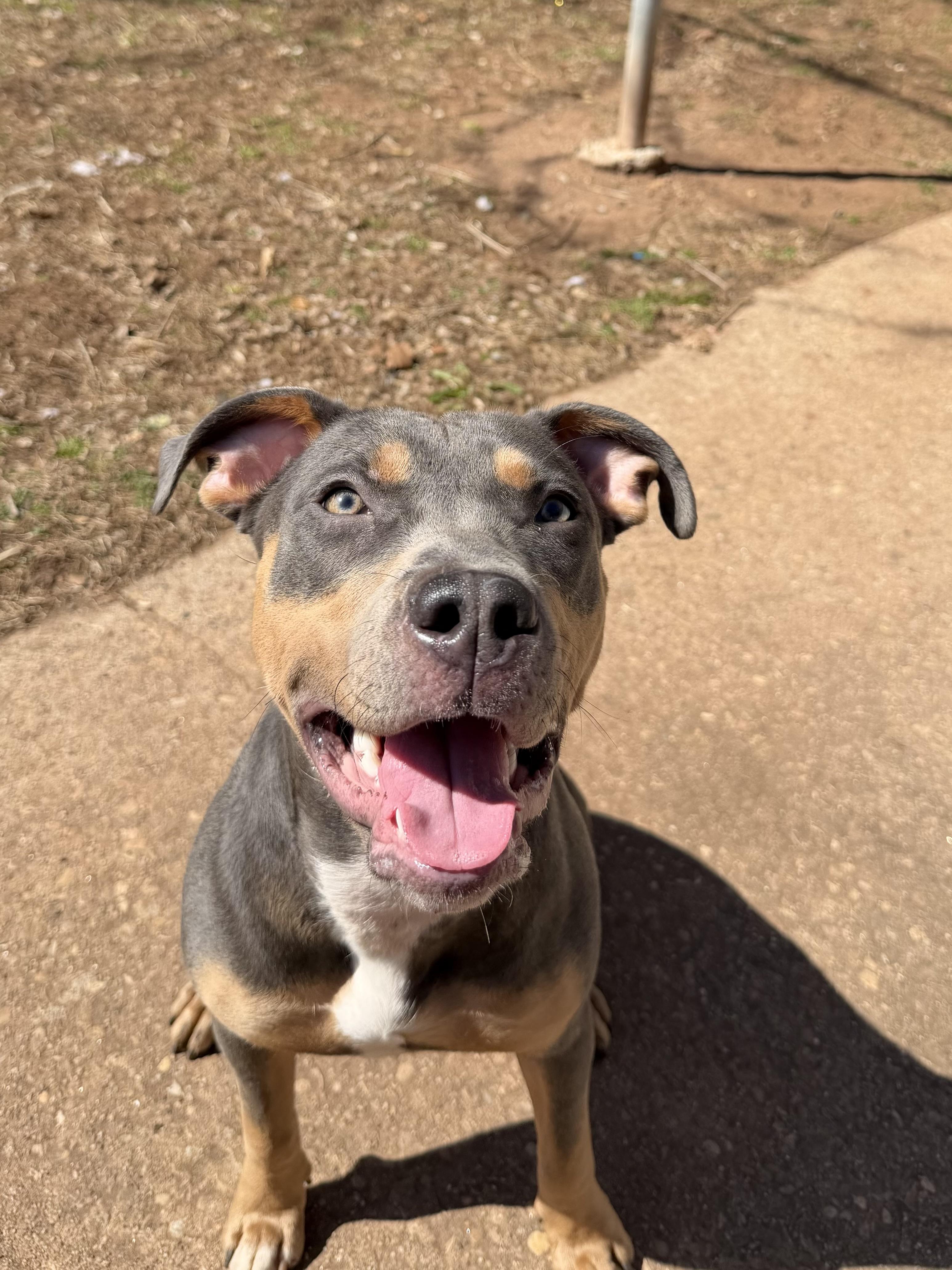 Enlarge Hailey , a ADOPTABLE mixed breed in New Britain, CT image 3/4