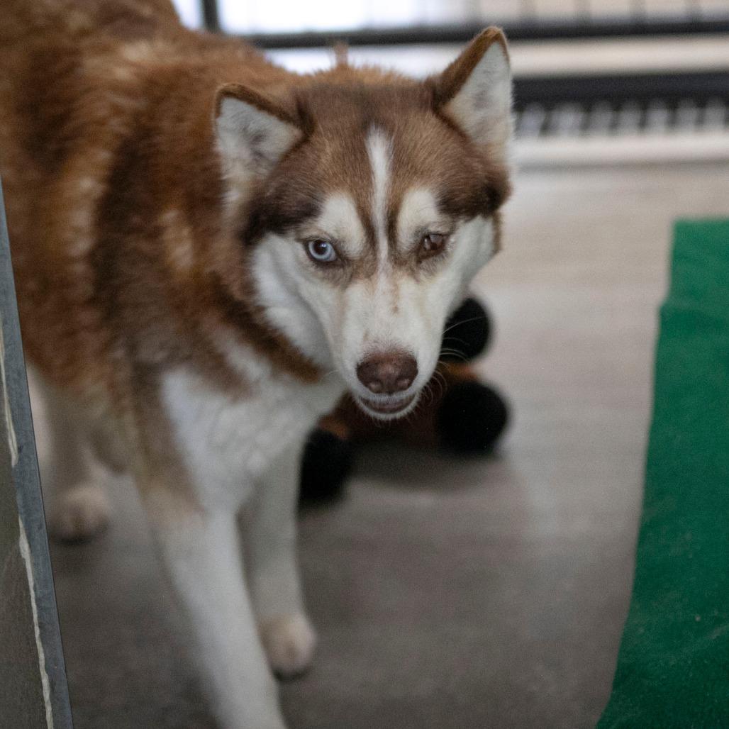 Sabino (MR26-326), Adoptable, Adult Female Pomeranian & Husky.
