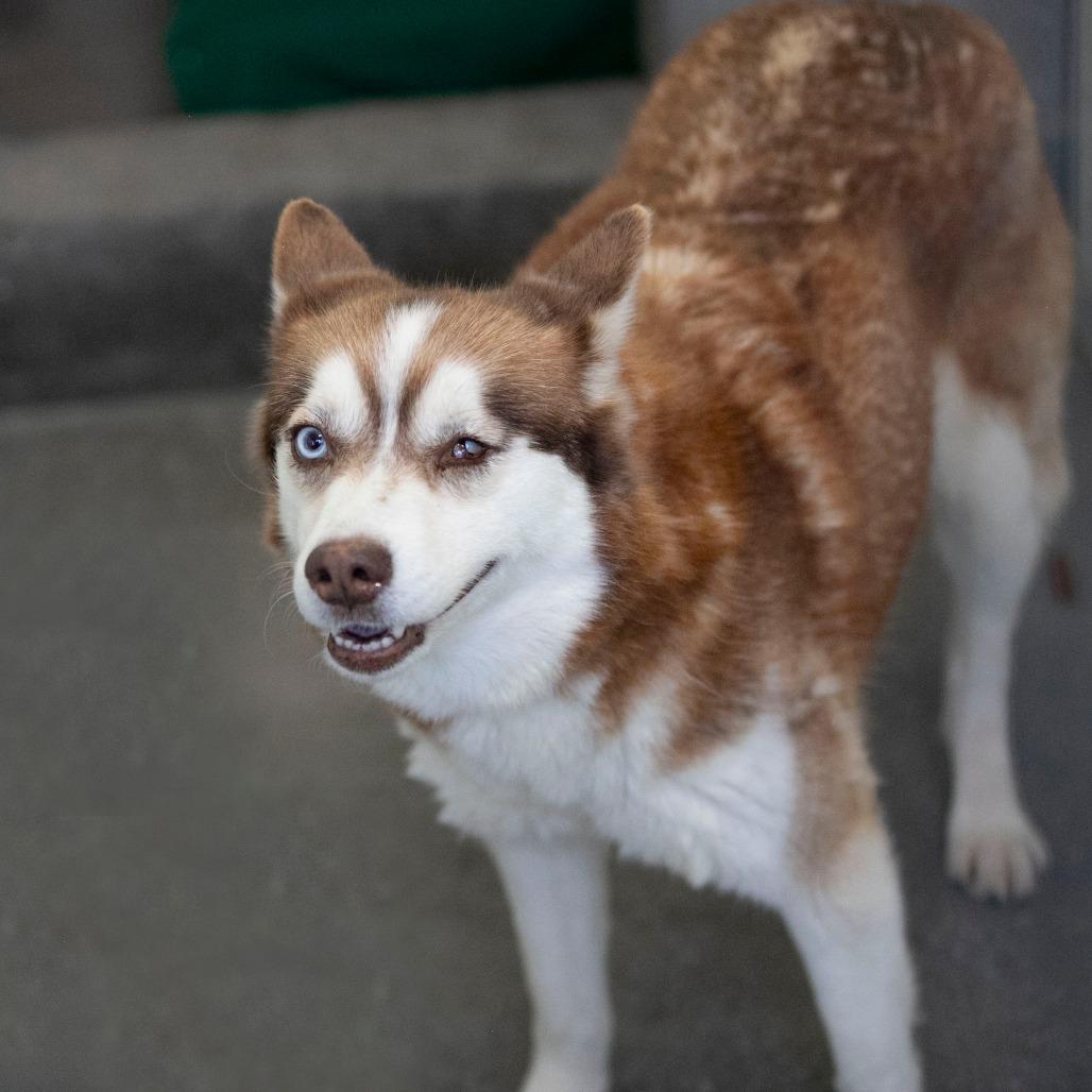 Sabino (MR26-326), a Adoptable mixed breed in Peyton, CO image 2/6