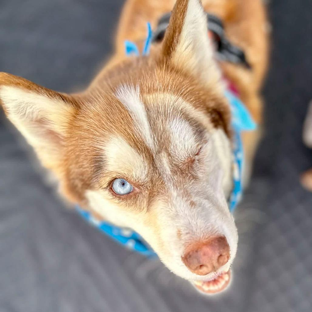 Enlarge Sabino (MR26-326), a Adoptable mixed breed in Peyton, CO image 1/6