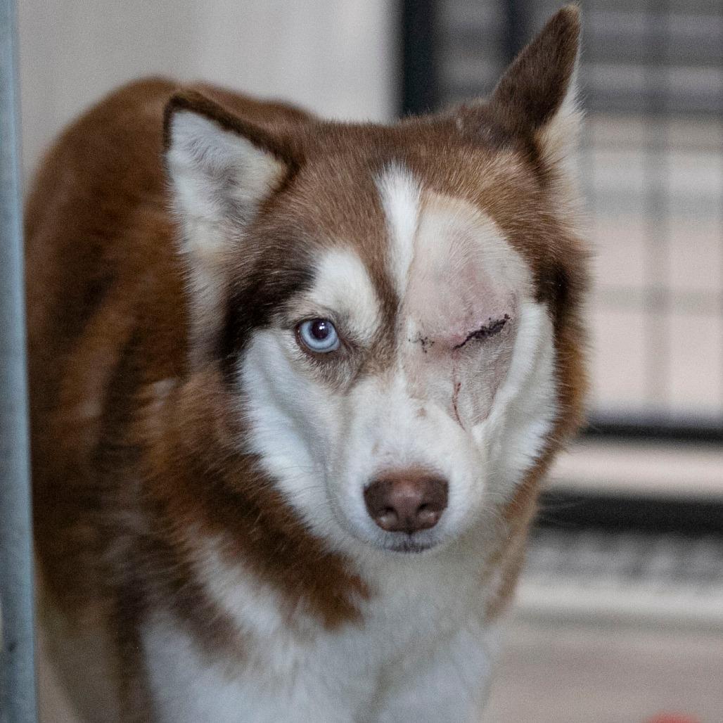 Sabino (MR26-326), a Adoptable mixed breed in Peyton, CO image 3/6
