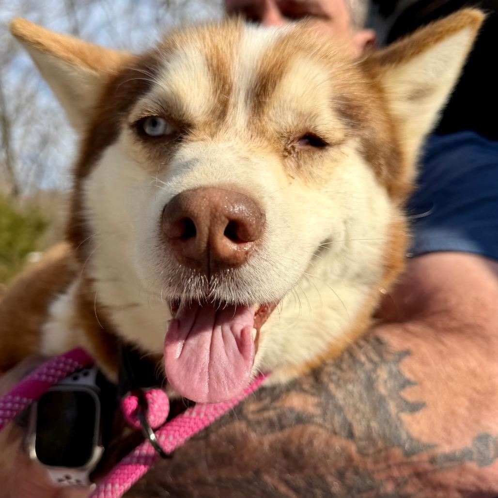 Sabino (MR26-326), a Adoptable mixed breed in Peyton, CO image 4/6