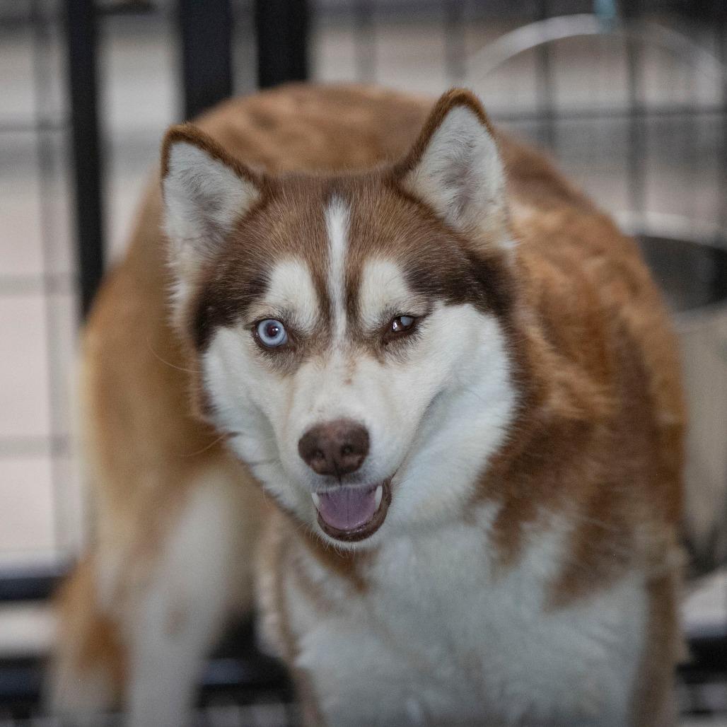 Enlarge Sabino (MR26-326), a Adoptable mixed breed in Peyton, CO image 3/6