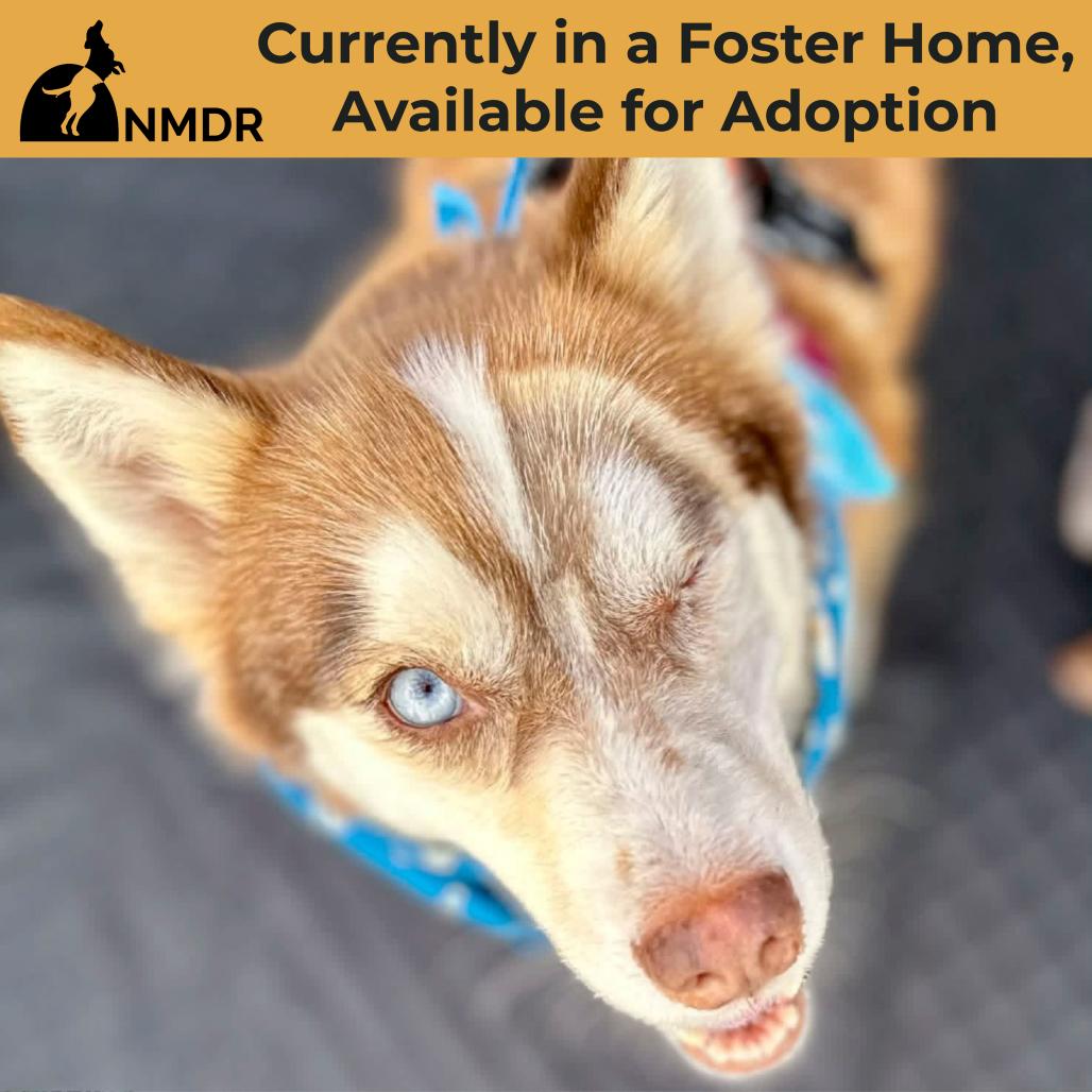 Enlarge Sabino (MR26-326), a Adoptable mixed breed in Peyton, CO image 4/6