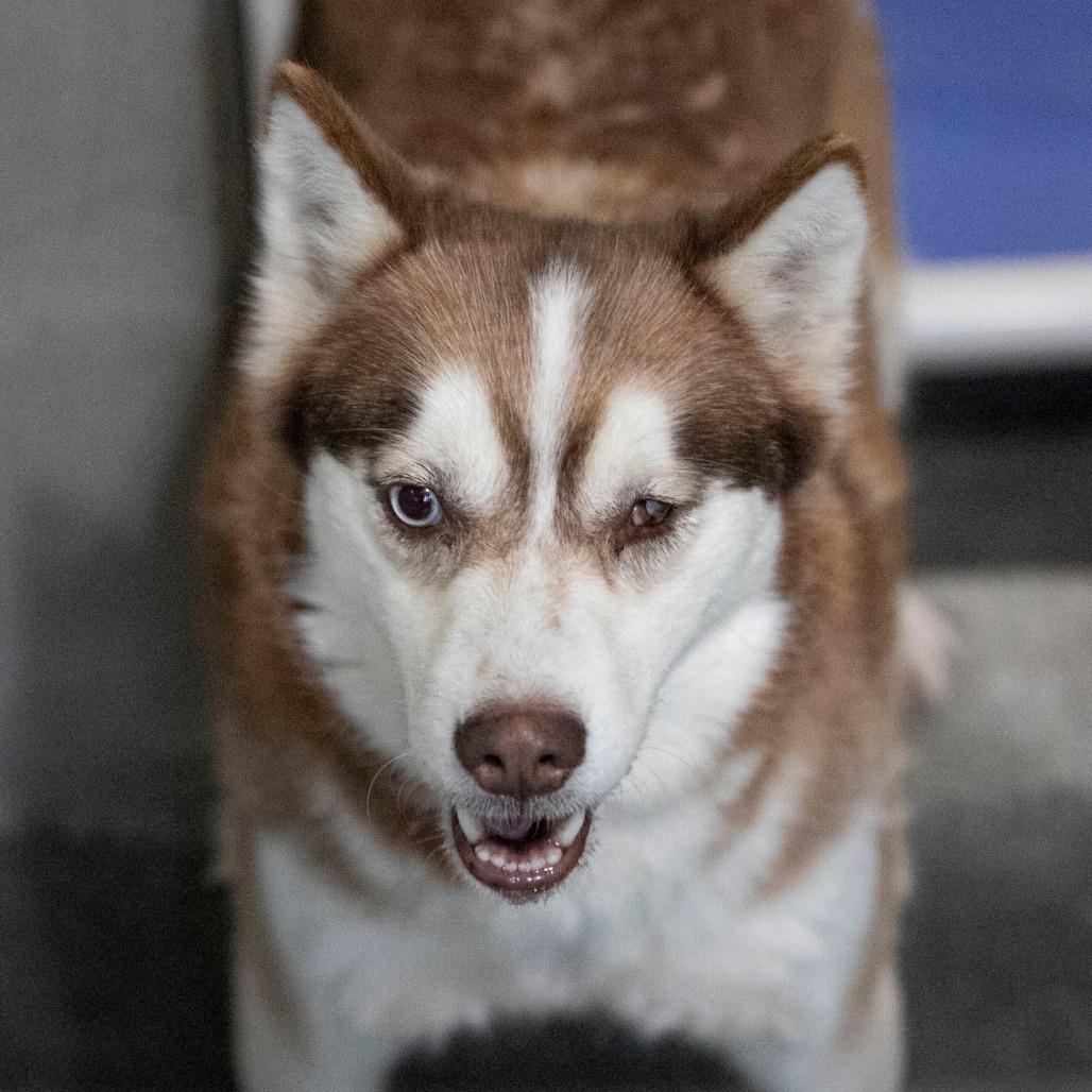 Sabino (MR26-326), a Adoptable mixed breed in Peyton, CO image 5/6