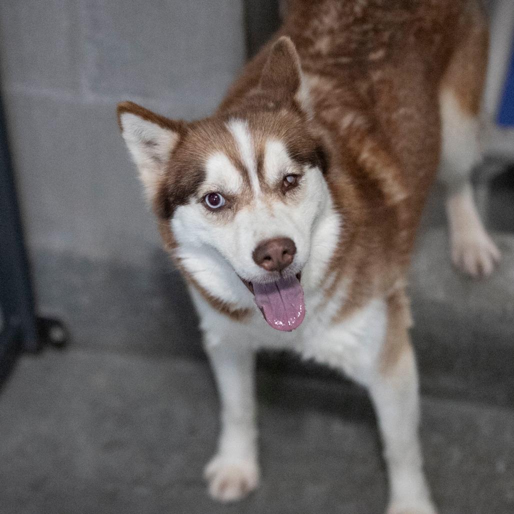 Sabino (MR26-326), a Adoptable mixed breed in Peyton, CO image 6/6