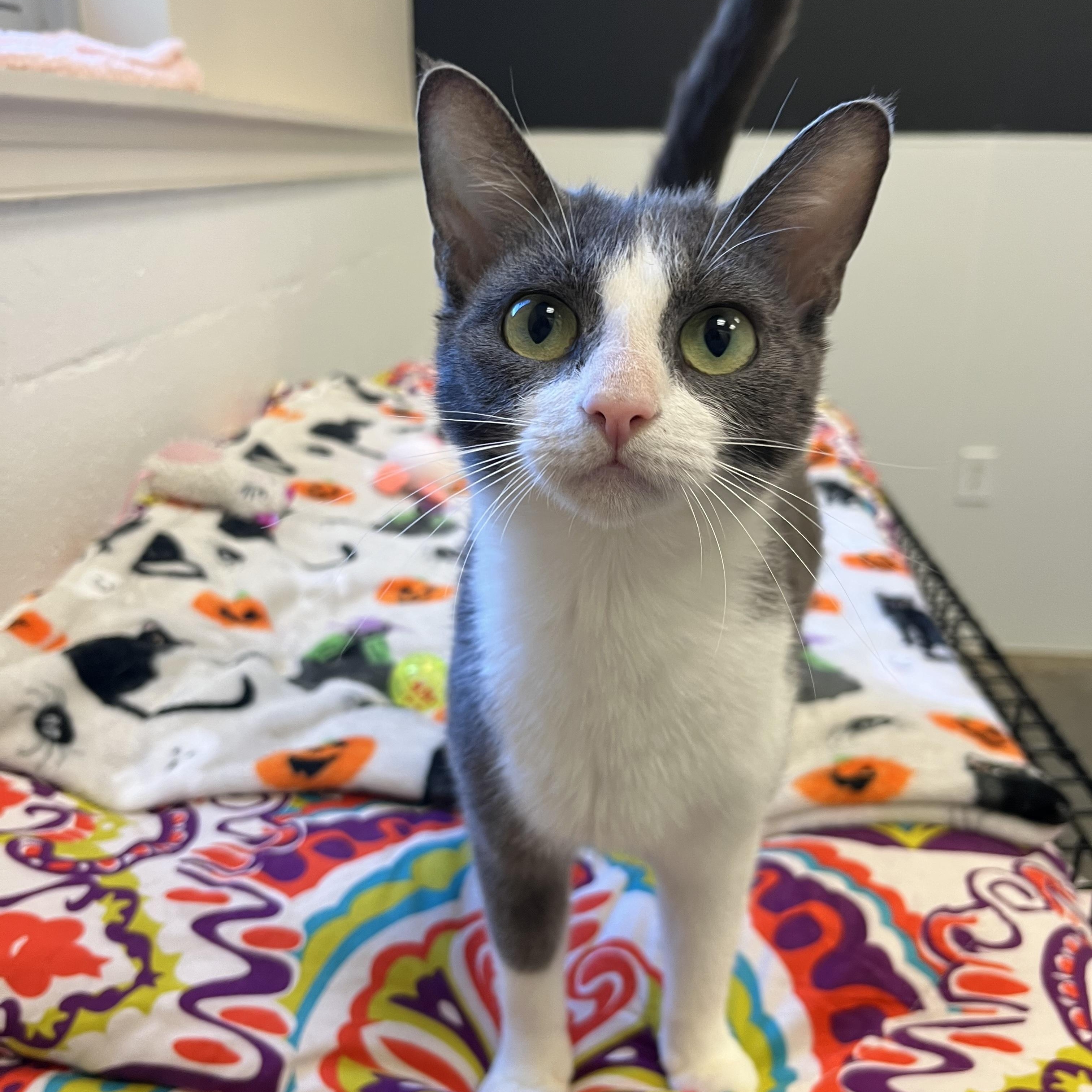 Angel Fish, adopted, Young Female Domestic Short Hair.