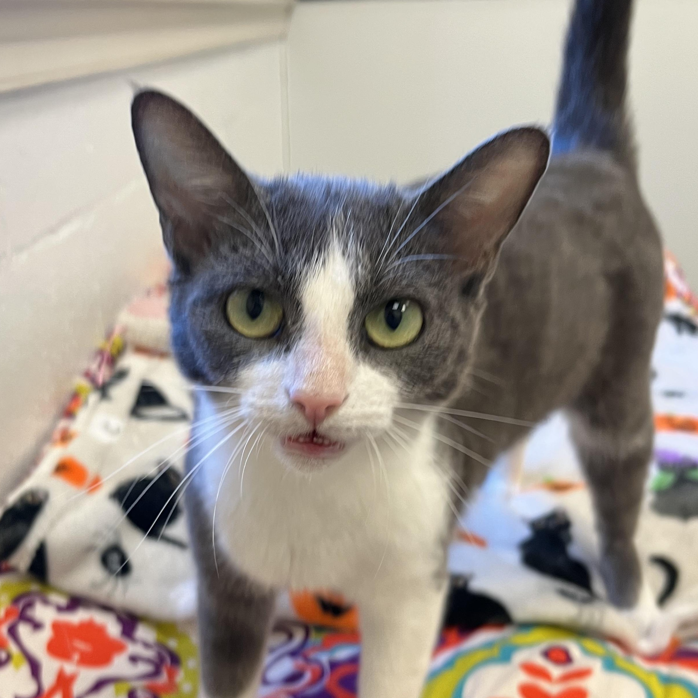 Angel Fish, an adopted Domestic Short Hair in Salisbury, NC image 5/6