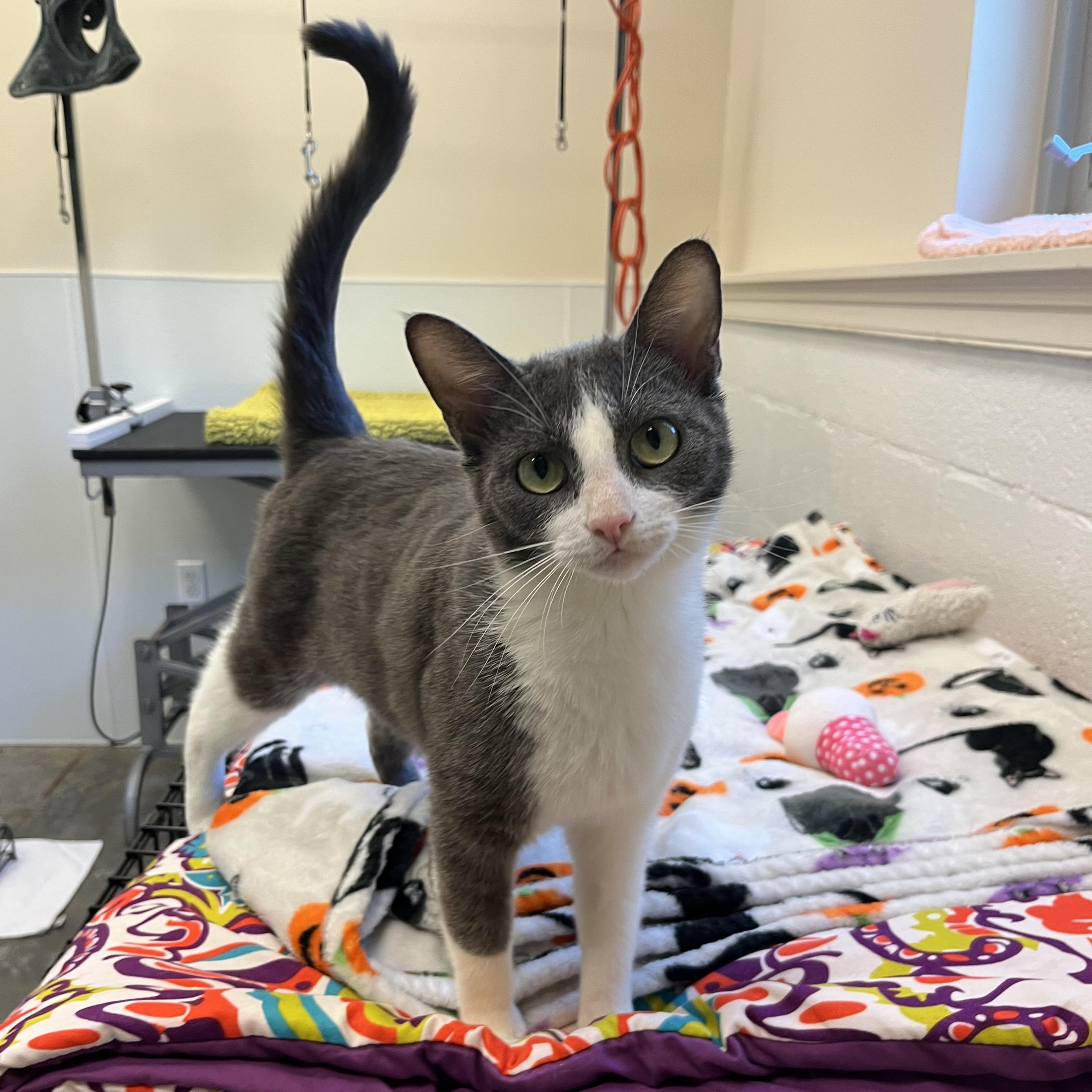Angel Fish, an adopted Domestic Short Hair in Salisbury, NC image 2/6