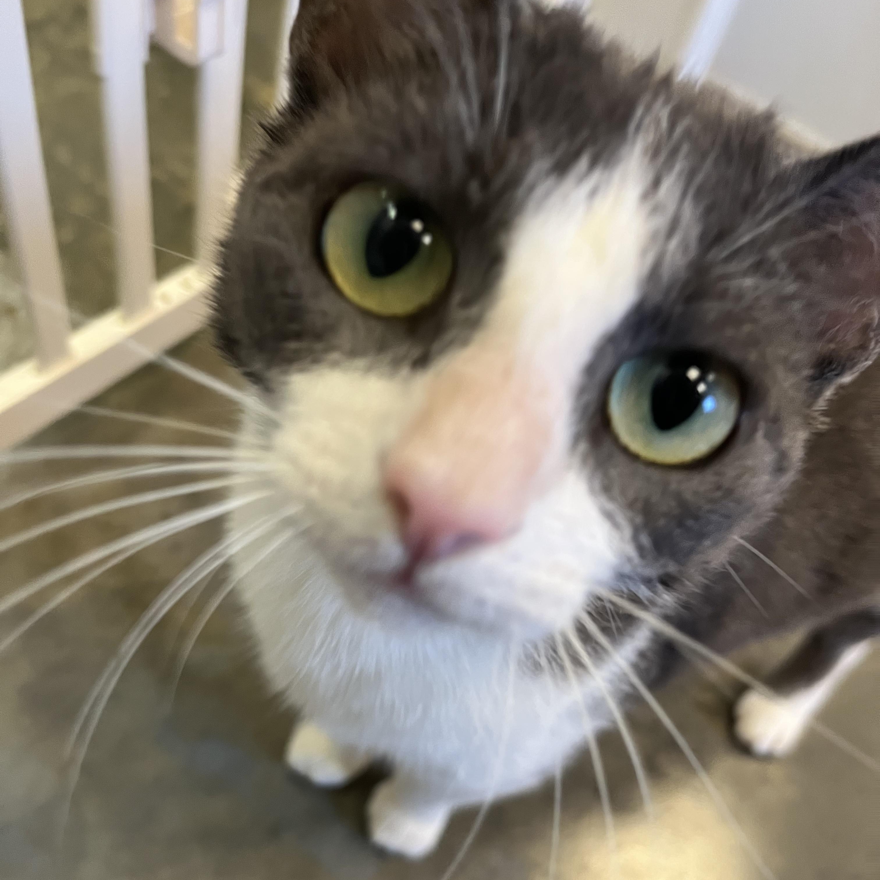 Angel Fish, an adopted Domestic Short Hair in Salisbury, NC image 3/6