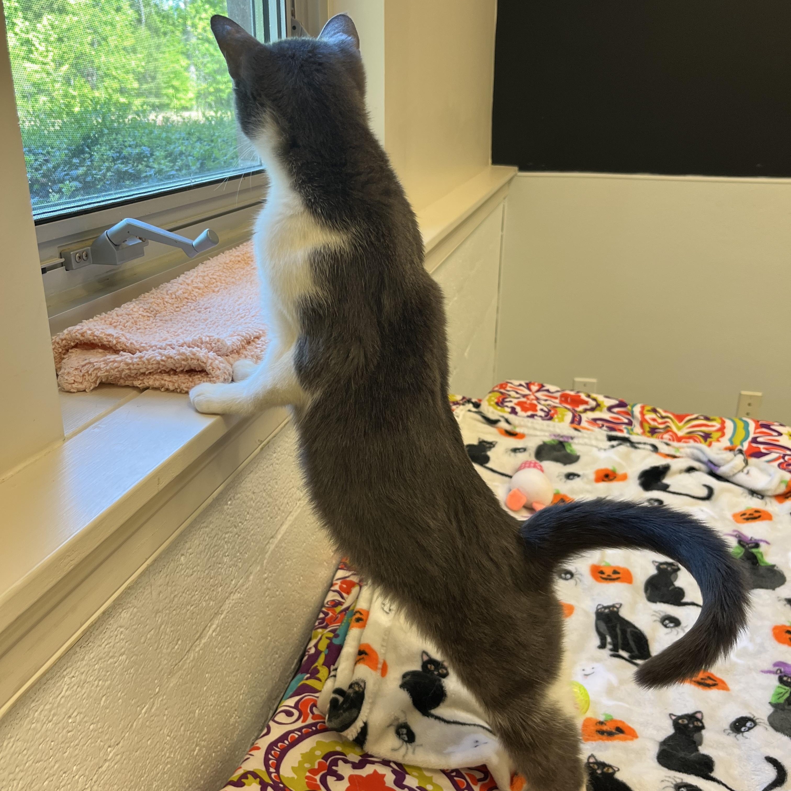 Angel Fish, an adopted Domestic Short Hair in Salisbury, NC image 4/6