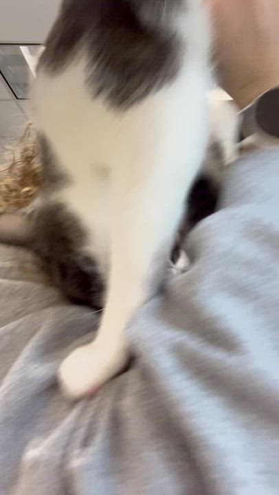 Enlarge Angel Fish, an adopted Domestic Short Hair in Salisbury, NC video 6/6