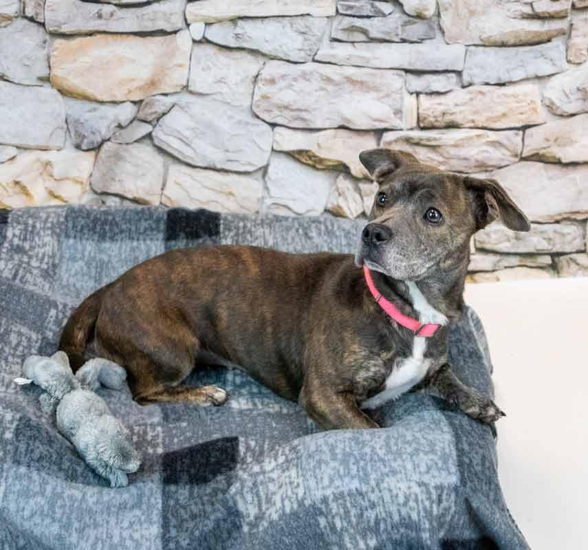 Enlarge Cherish, an adoptable mixed breed in Kennesaw, GA image 3/6