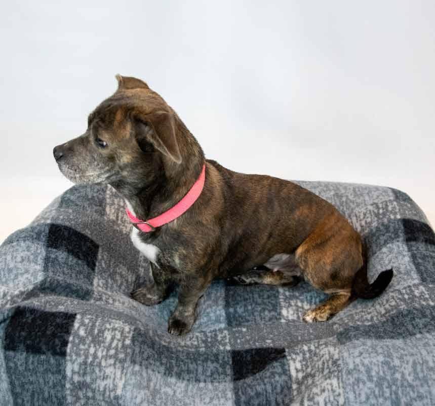 Enlarge Cherish, an adoptable mixed breed in Kennesaw, GA image 4/6
