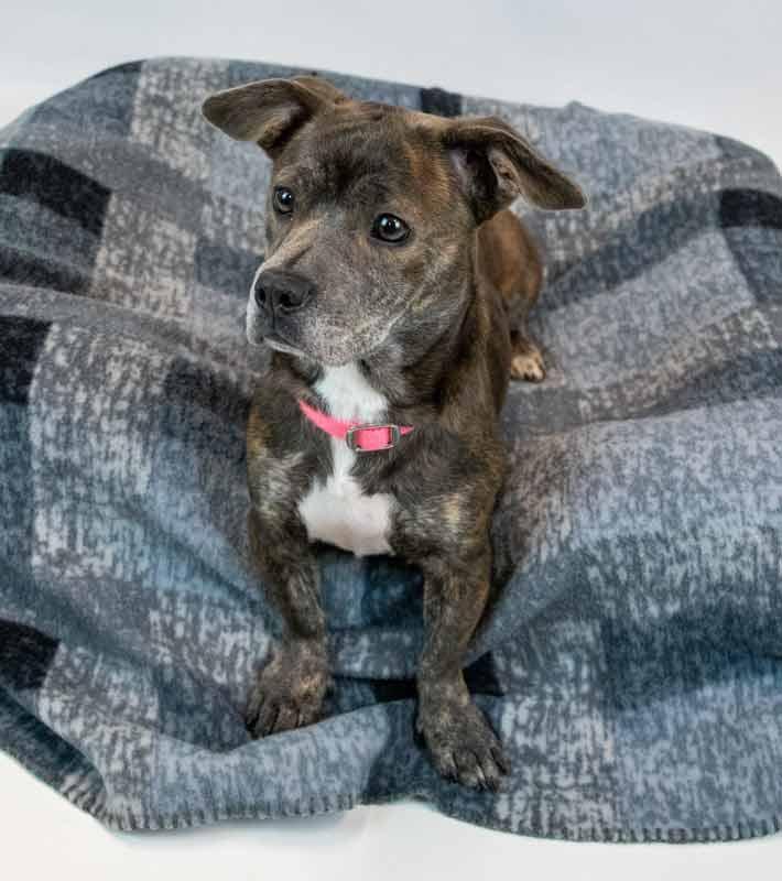 Enlarge Cherish, an adoptable mixed breed in Kennesaw, GA image 2/6