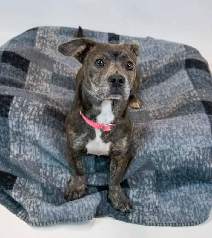 Enlarge Cherish, an adoptable mixed breed in Kennesaw, GA image 5/6
