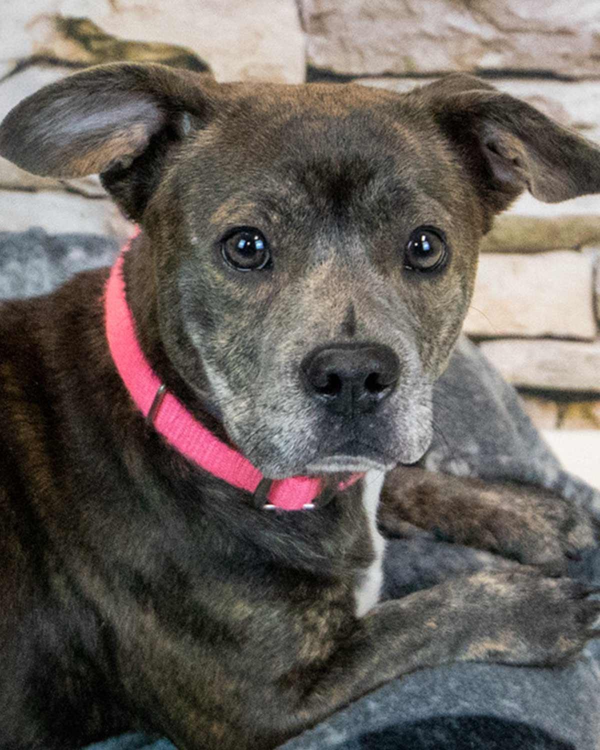 Cherish, adoptable, Adult Female Dachshund & Bulldog.
