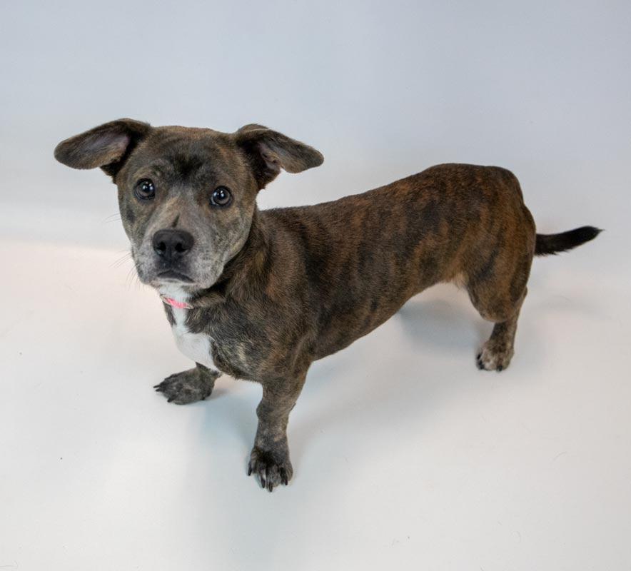 Enlarge Cherish, an adoptable mixed breed in Kennesaw, GA image 6/6