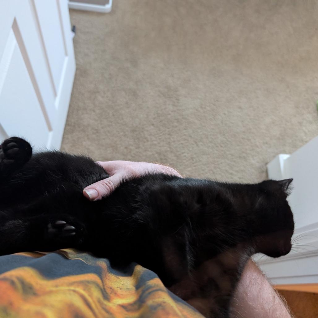 Bigfoot, a Adoptable Domestic Short Hair in Shelbyville, IN image 1/4