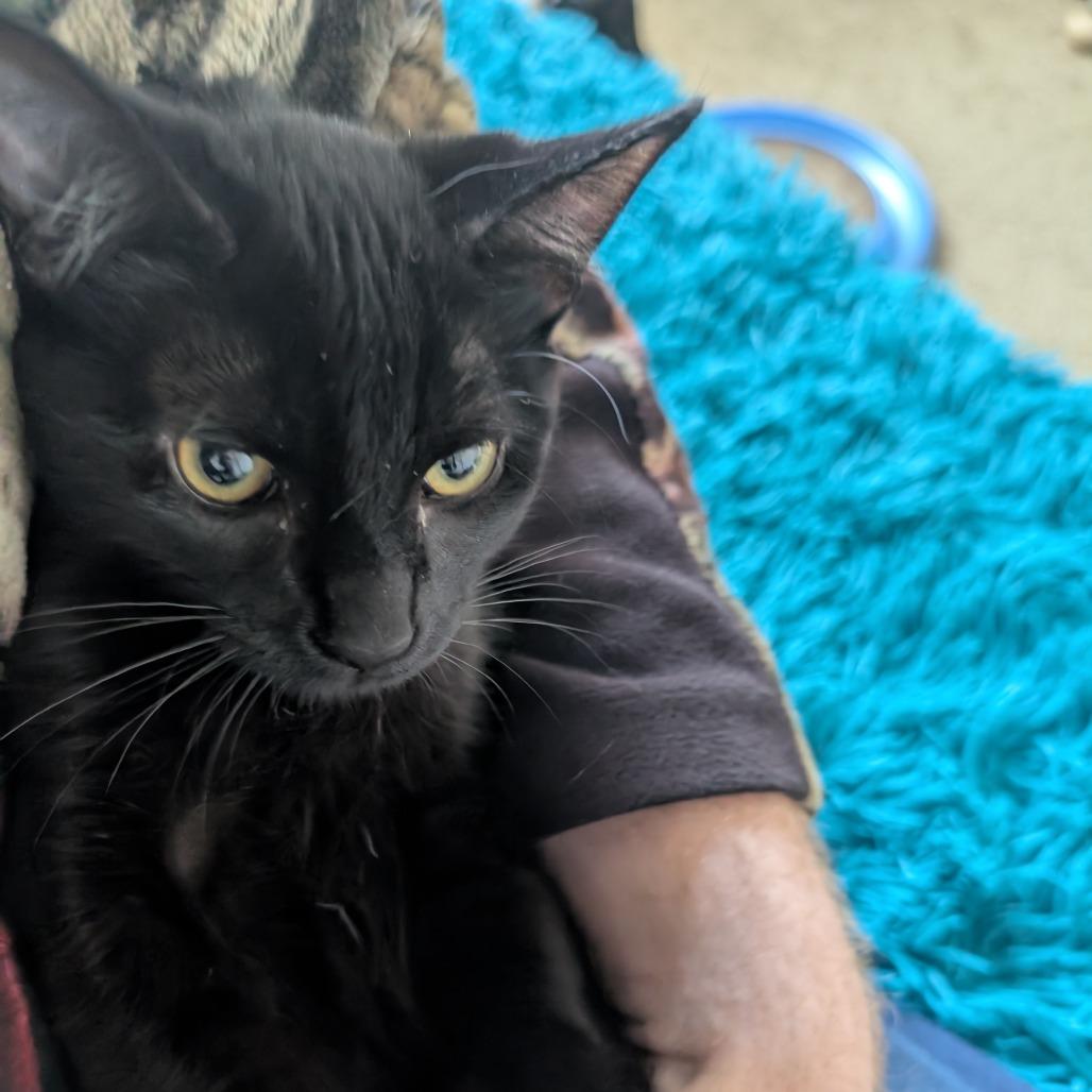 Bigfoot, a Adoptable Domestic Short Hair in Shelbyville, IN image 2/4