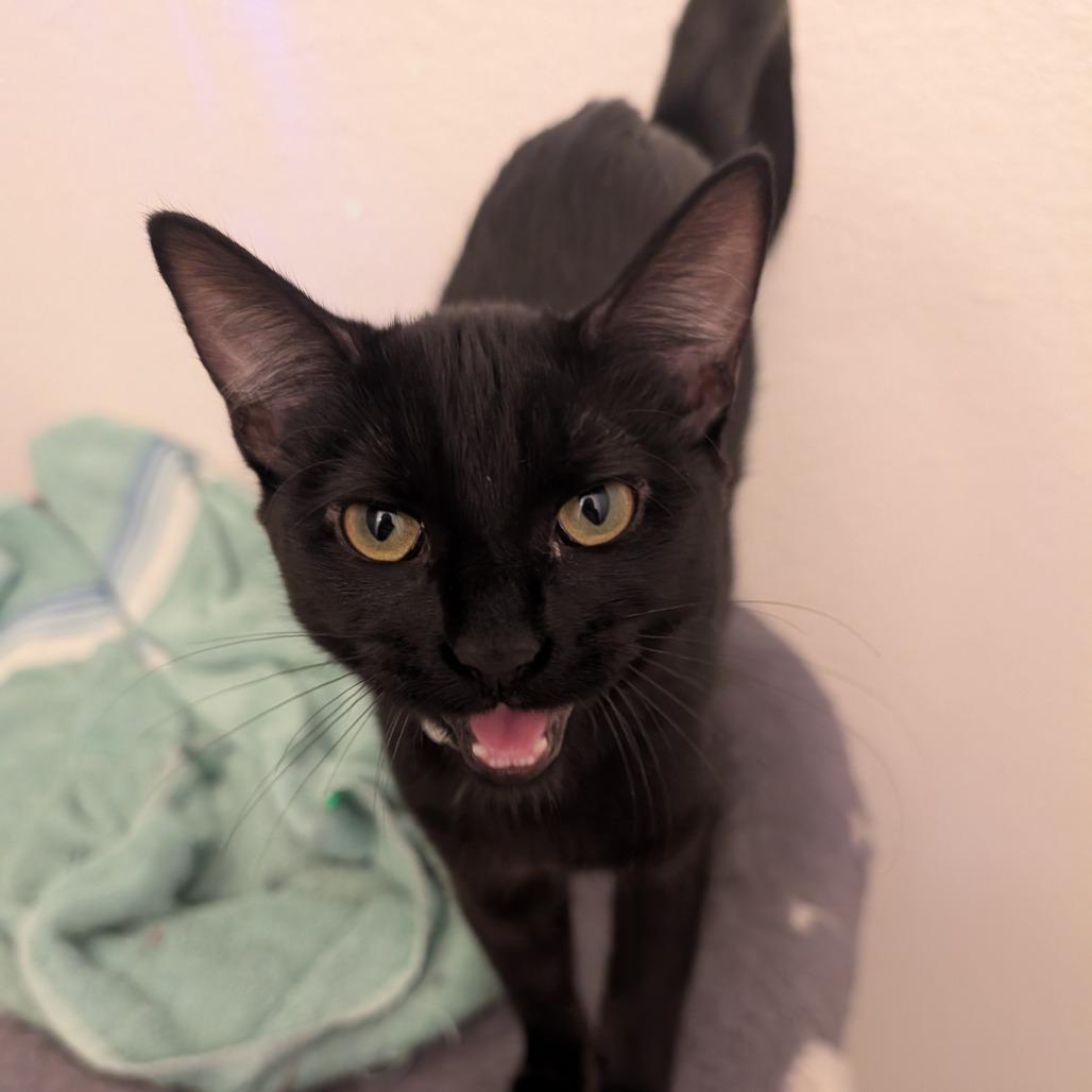 Bigfoot, a Adoptable Domestic Short Hair in Shelbyville, IN image 3/4