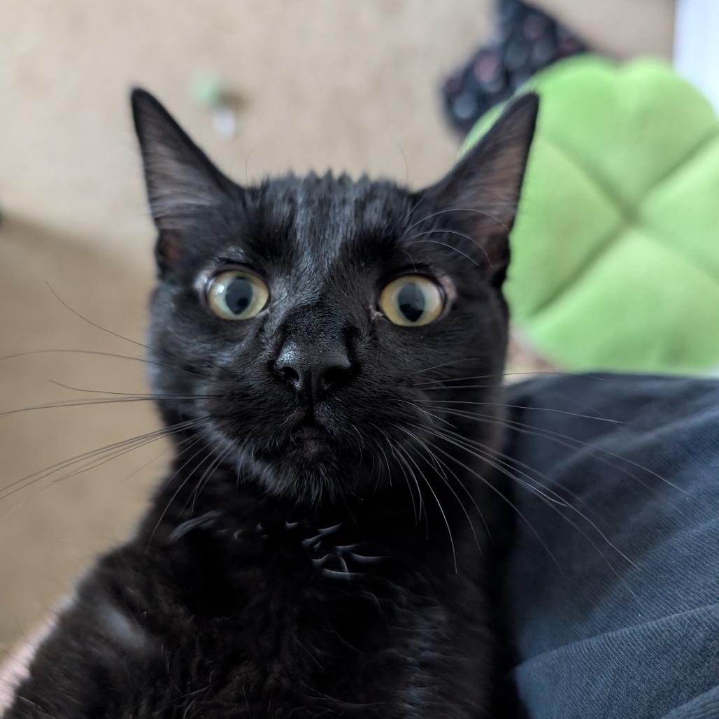Bigfoot, a Adoptable Domestic Short Hair in Shelbyville, IN image 4/4