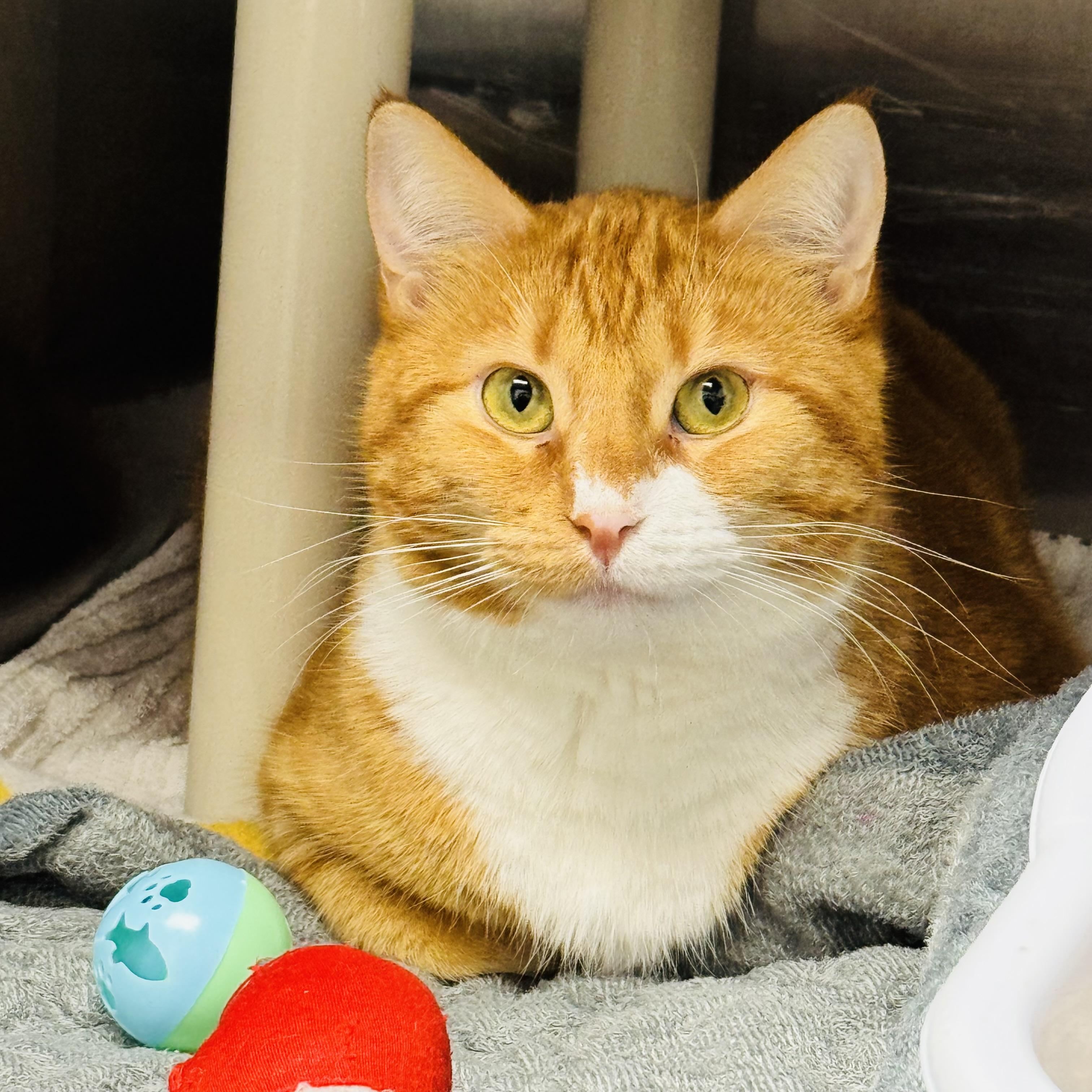 Enlarge Lulu, a Adoptable Domestic Short Hair in Brooks, AB image 2/2