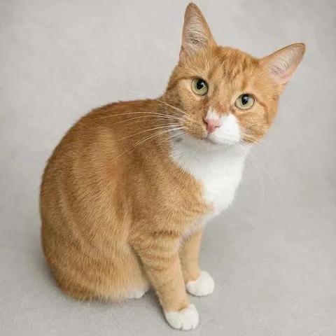 Enlarge Lulu, a Adoptable Domestic Short Hair in Brooks, AB image 1/3