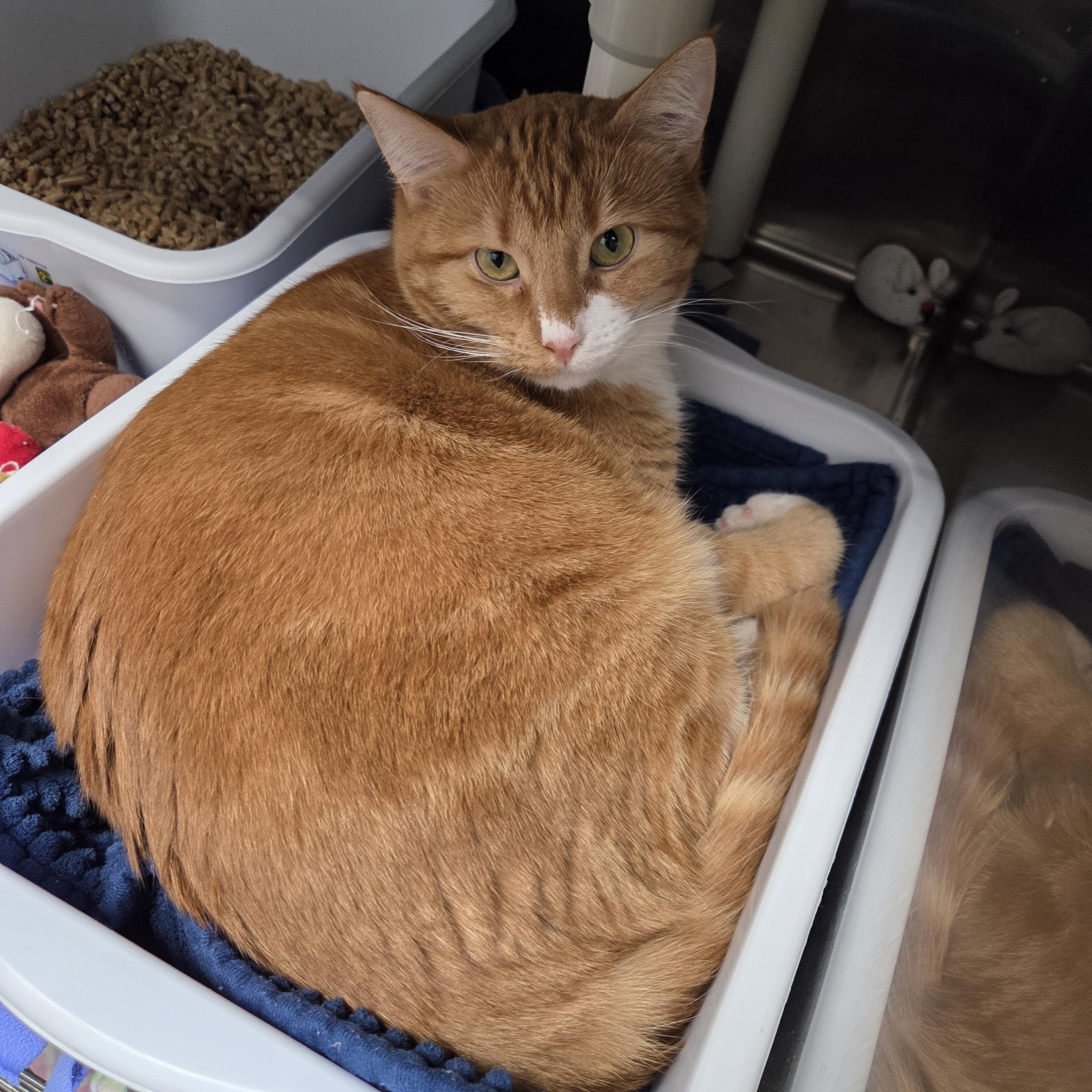 Lulu, Adoptable, Adult Female Domestic Short Hair.