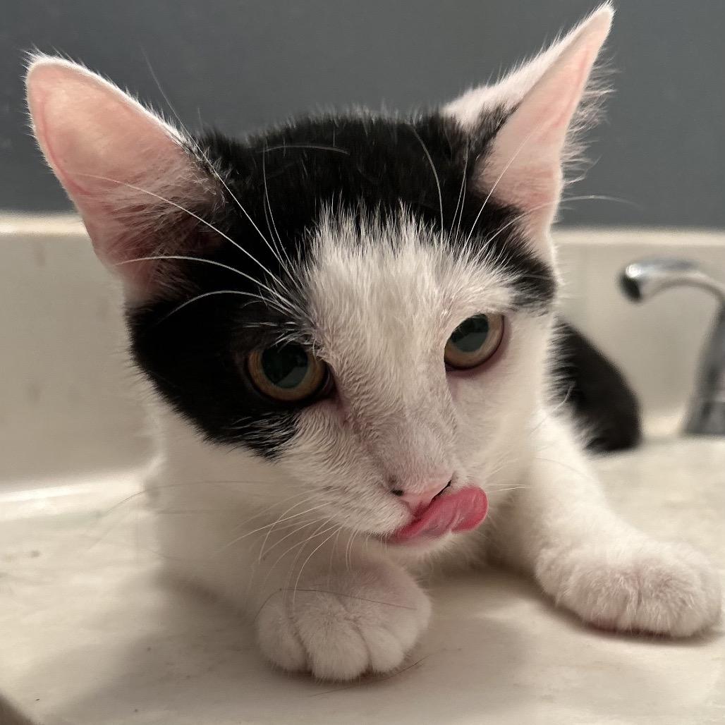 Enlarge Wanda, a Adoptable Domestic Short Hair in Philadelphia, PA image 1/6