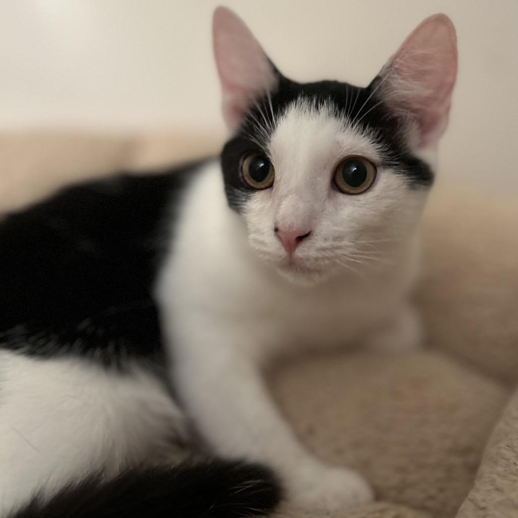 Enlarge Wanda, a Adoptable Domestic Short Hair in Philadelphia, PA image 2/6