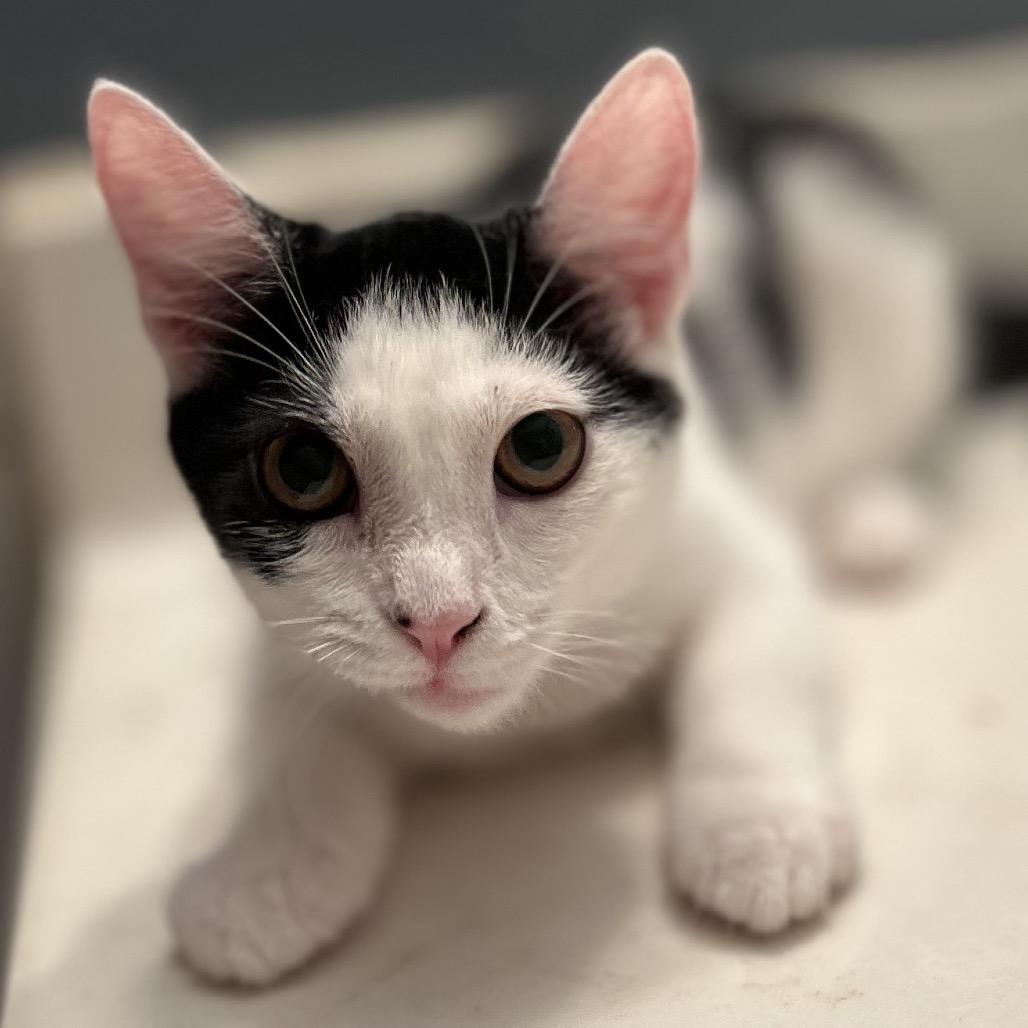 Enlarge Wanda, a Adoptable Domestic Short Hair in Philadelphia, PA image 3/6