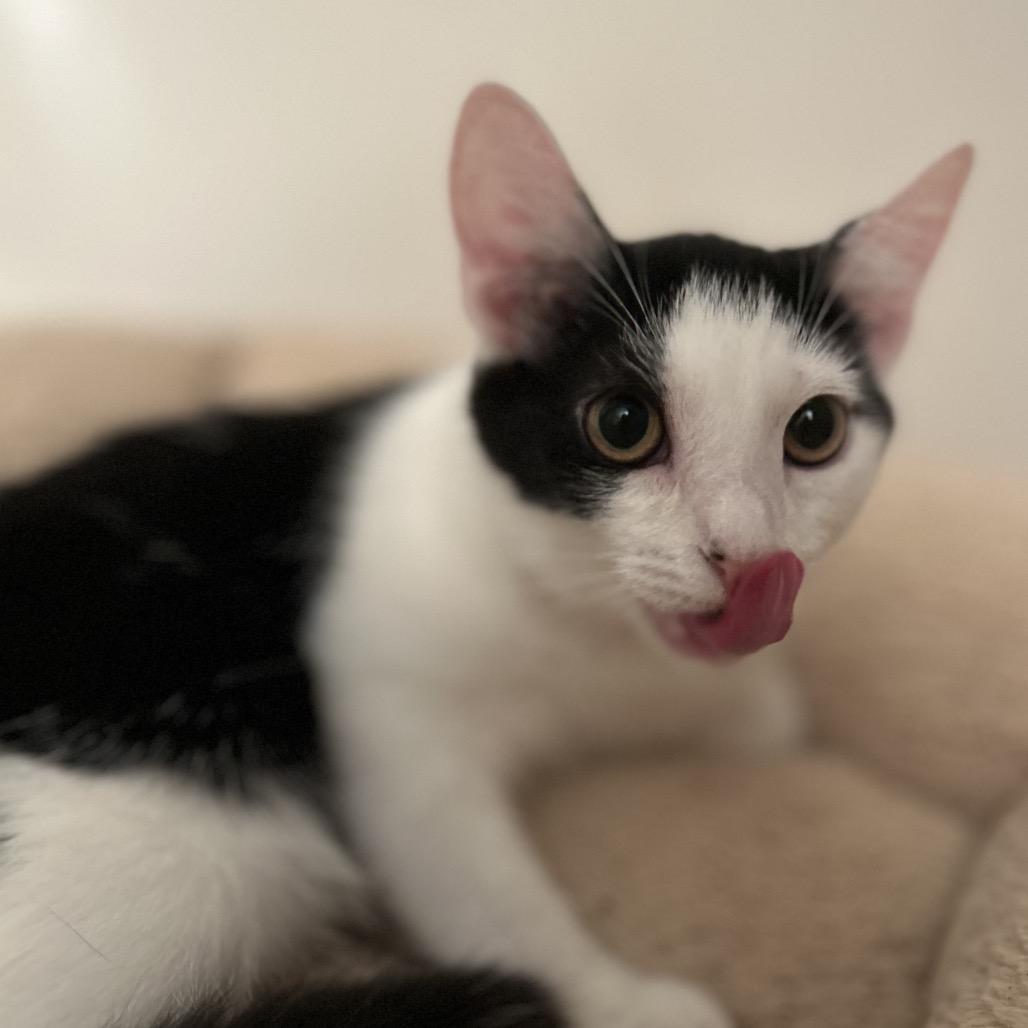Enlarge Wanda, a Adoptable Domestic Short Hair in Philadelphia, PA image 4/6