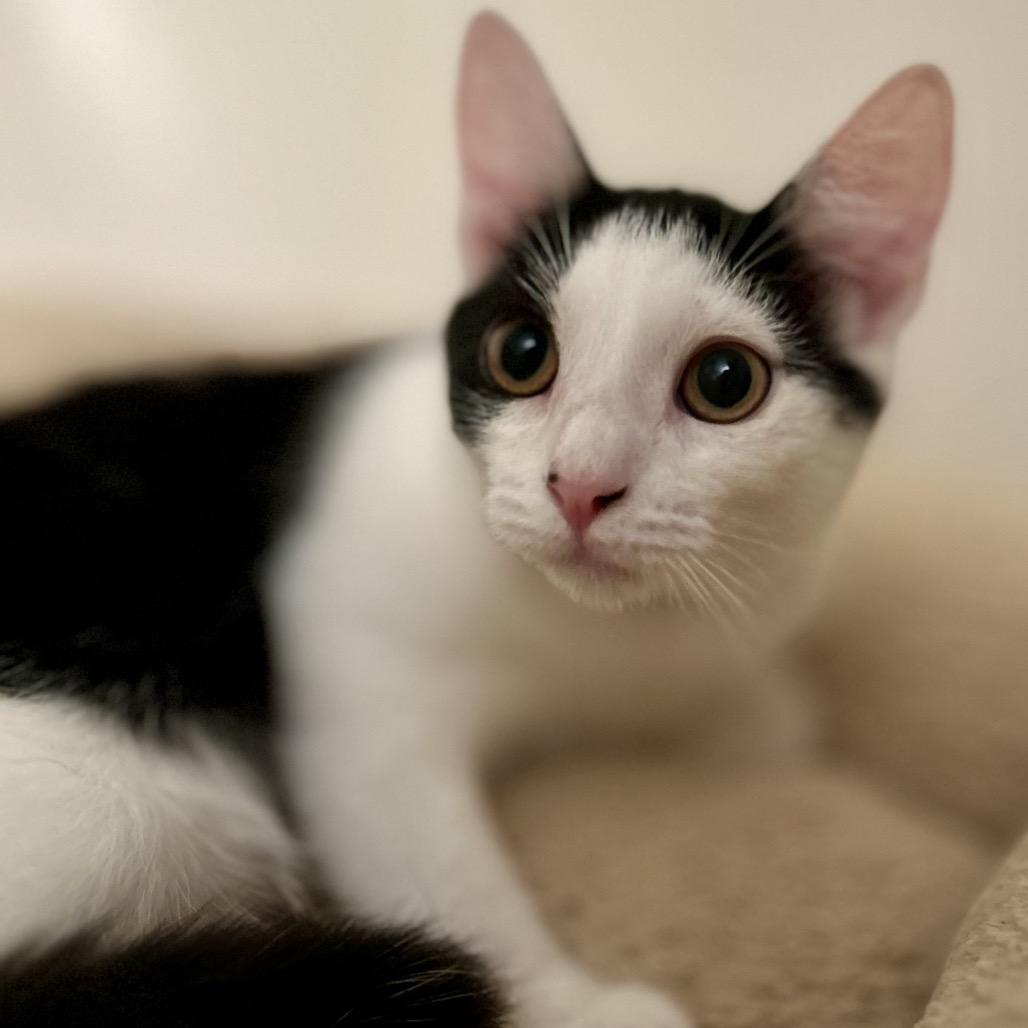 Enlarge Wanda, a Adoptable Domestic Short Hair in Philadelphia, PA image 5/6