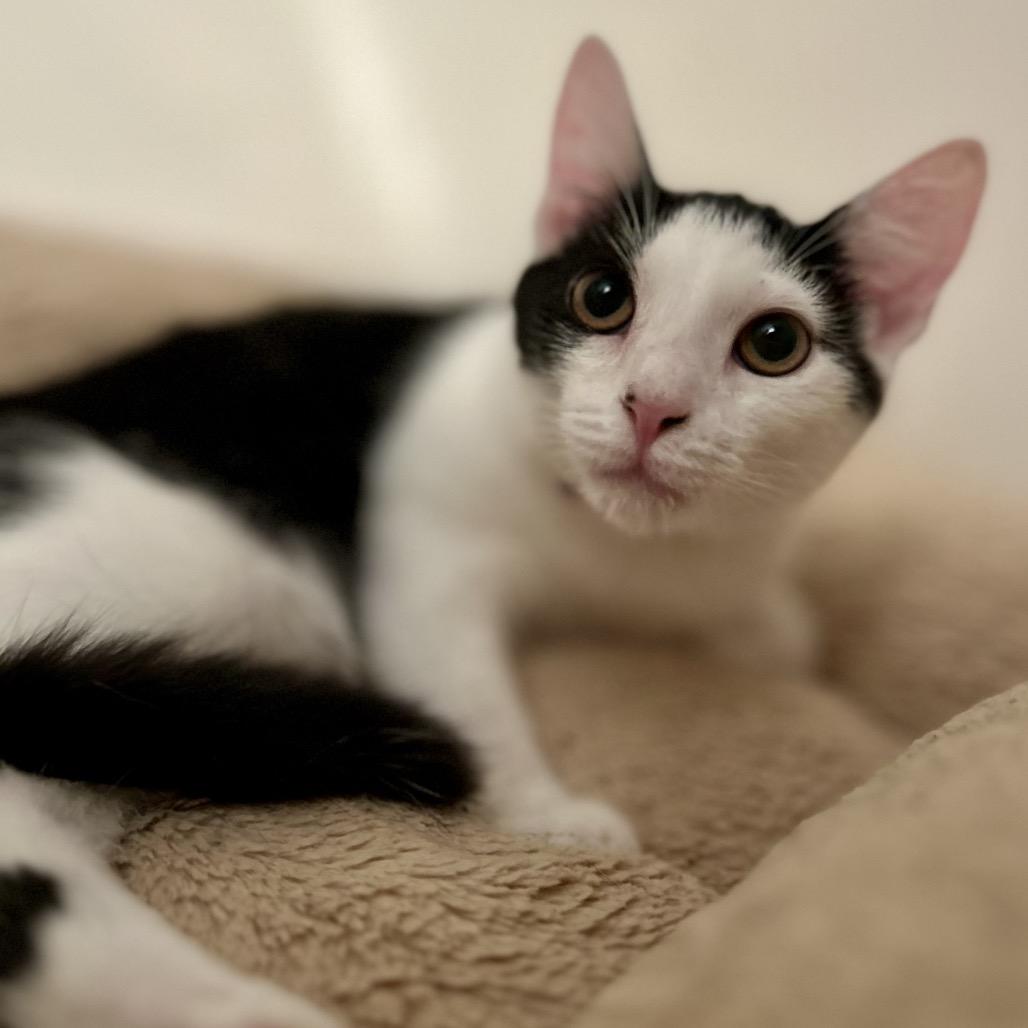 Enlarge Wanda, a Adoptable Domestic Short Hair in Philadelphia, PA image 6/6