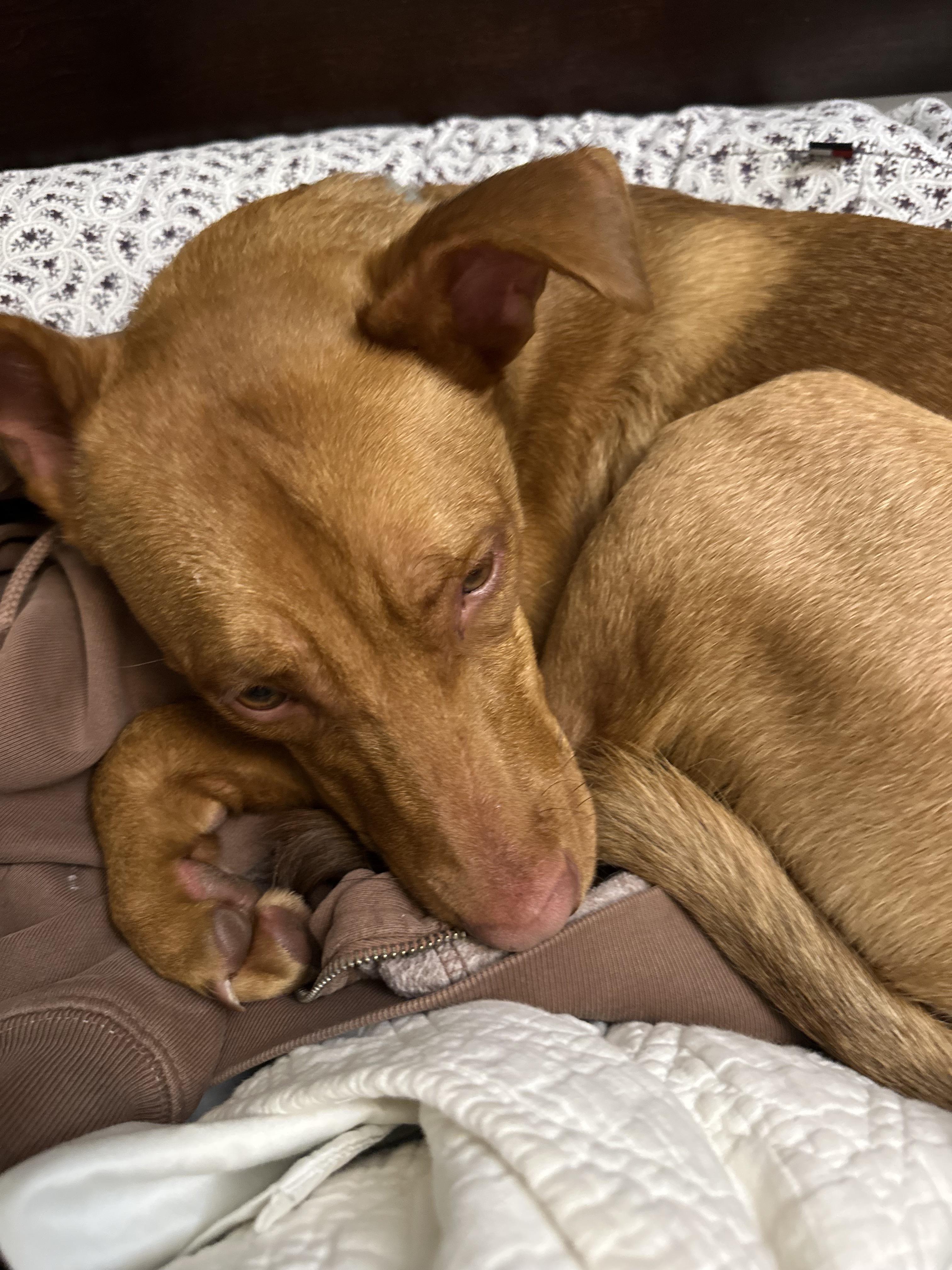 Enlarge Osvaldito (Ovi), a ADOPTABLE Pharaoh Hound in Harrison, NY image 4/6