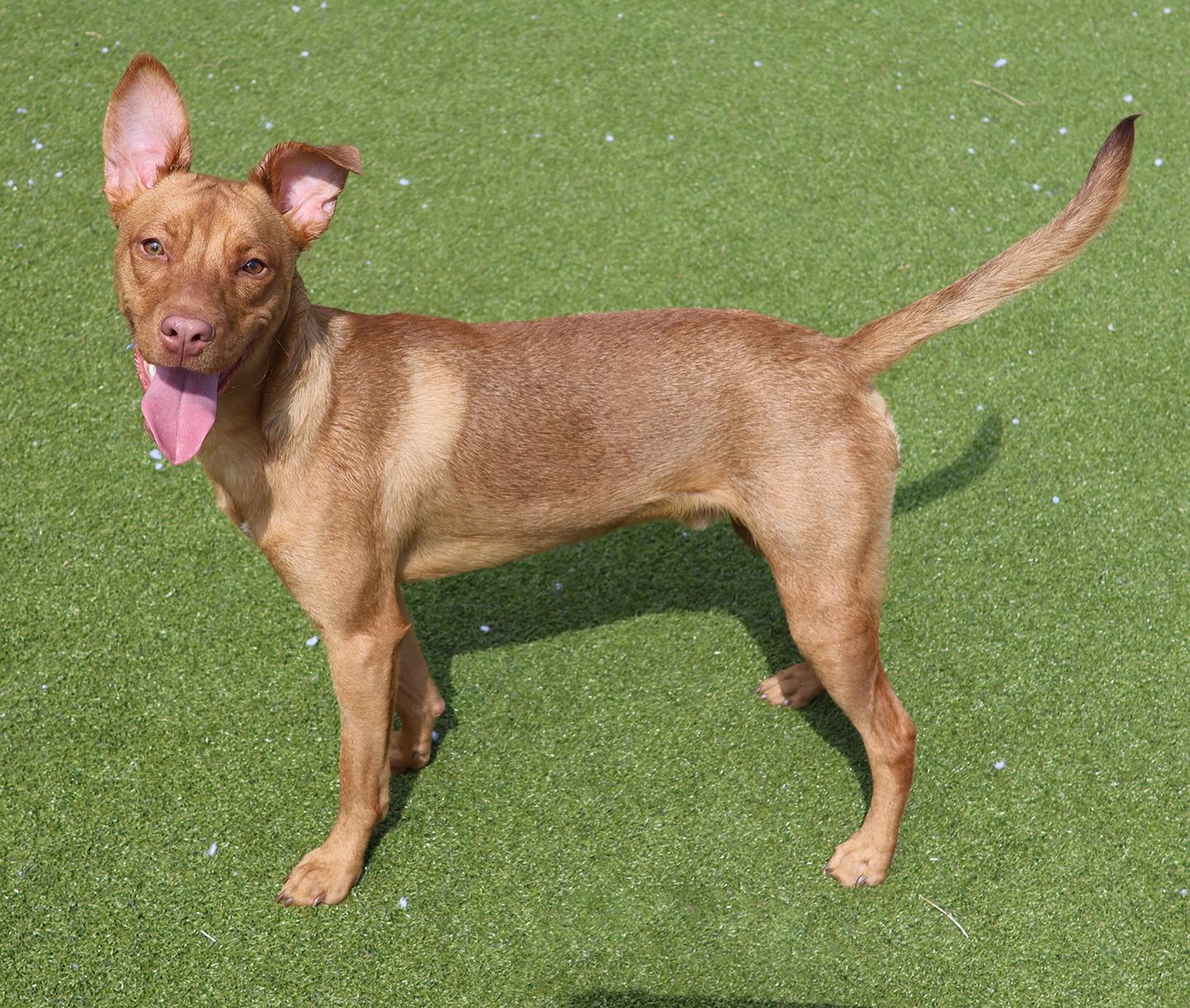 Enlarge Osvaldito (Ovi), a ADOPTABLE Pharaoh Hound in Harrison, NY image 2/6