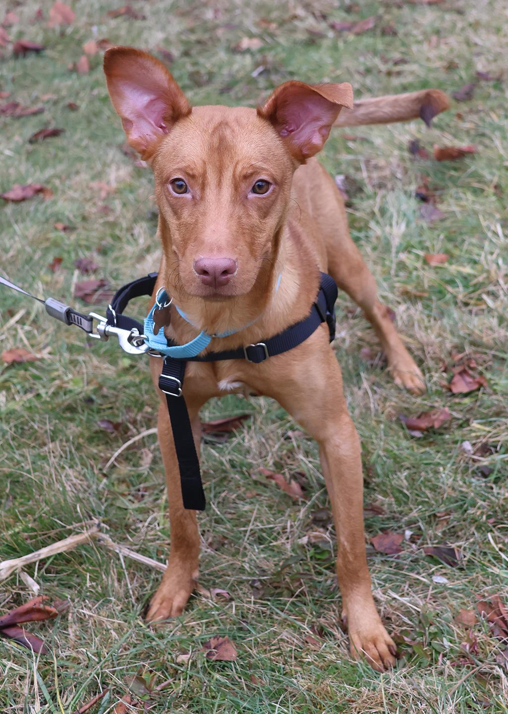 Osvaldito thumbnail 3