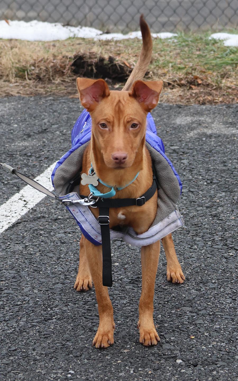 Osvaldito (Ovi), a ADOPTABLE Pharaoh Hound in Harrison, NY image 1/6
