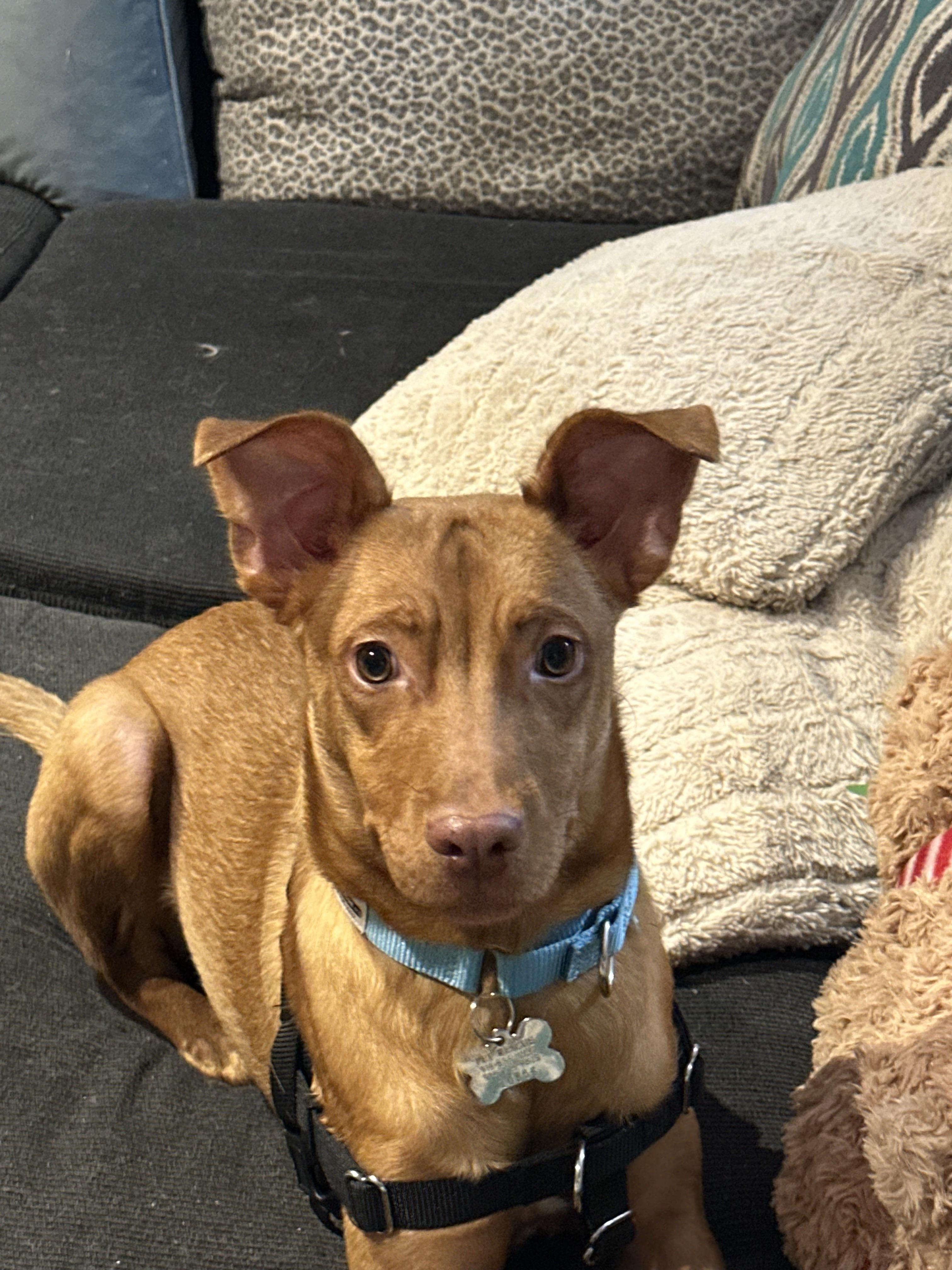 Osvaldito (Ovi), a ADOPTABLE Pharaoh Hound in Harrison, NY image 2/6