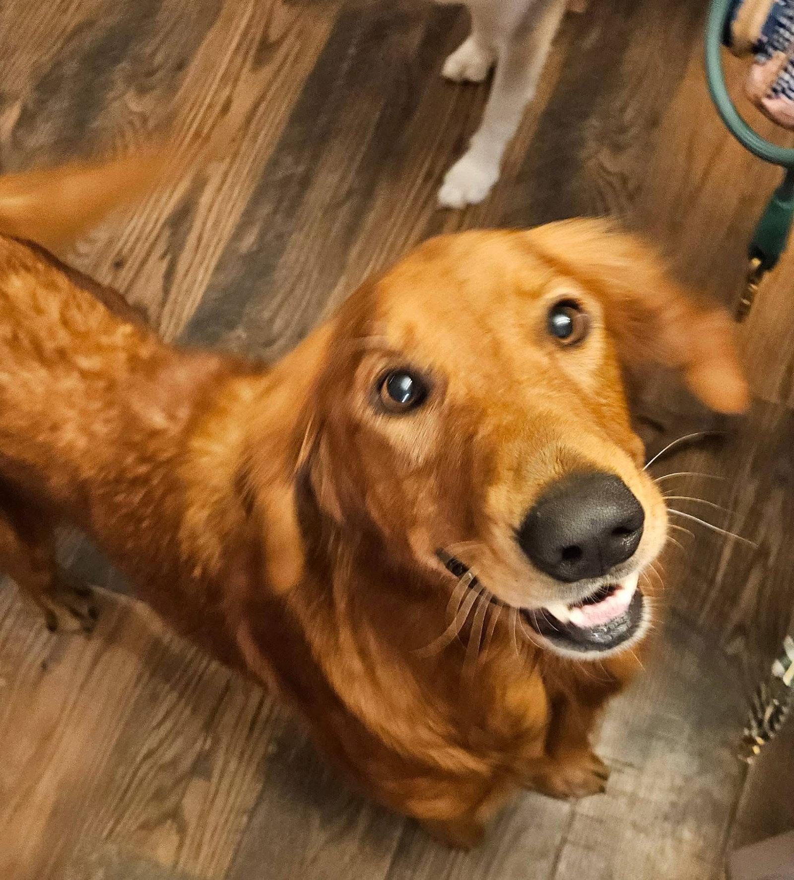 Enlarge Quinn, a Adopted Golden Retriever in New London, WI image 1/2