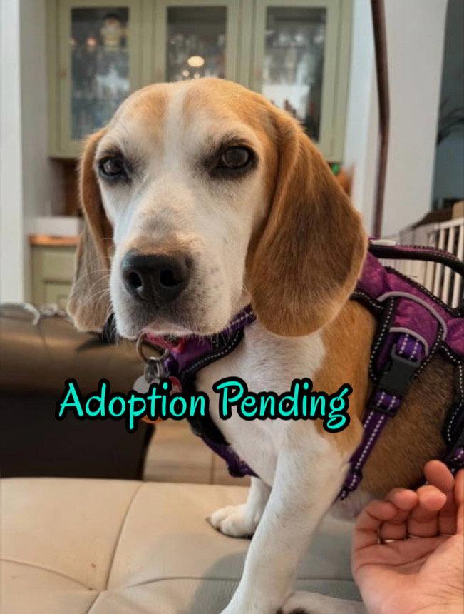 Enlarge Smeagol, a Adoptable Beagle in Dunnellon, FL image 1/3