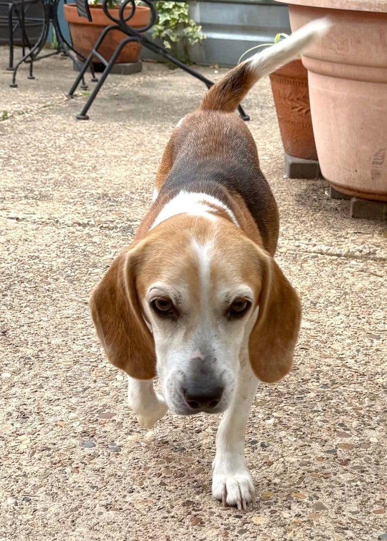 Enlarge Smeagol, a Adoptable Beagle in Dunnellon, FL image 2/3