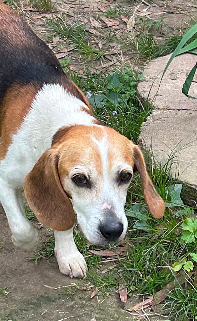 Smeagol, a Adoptable Beagle in Dunnellon, FL image 1/3