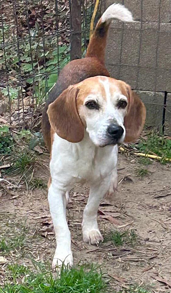 Smeagol, Adoptable, Adult Male Beagle.