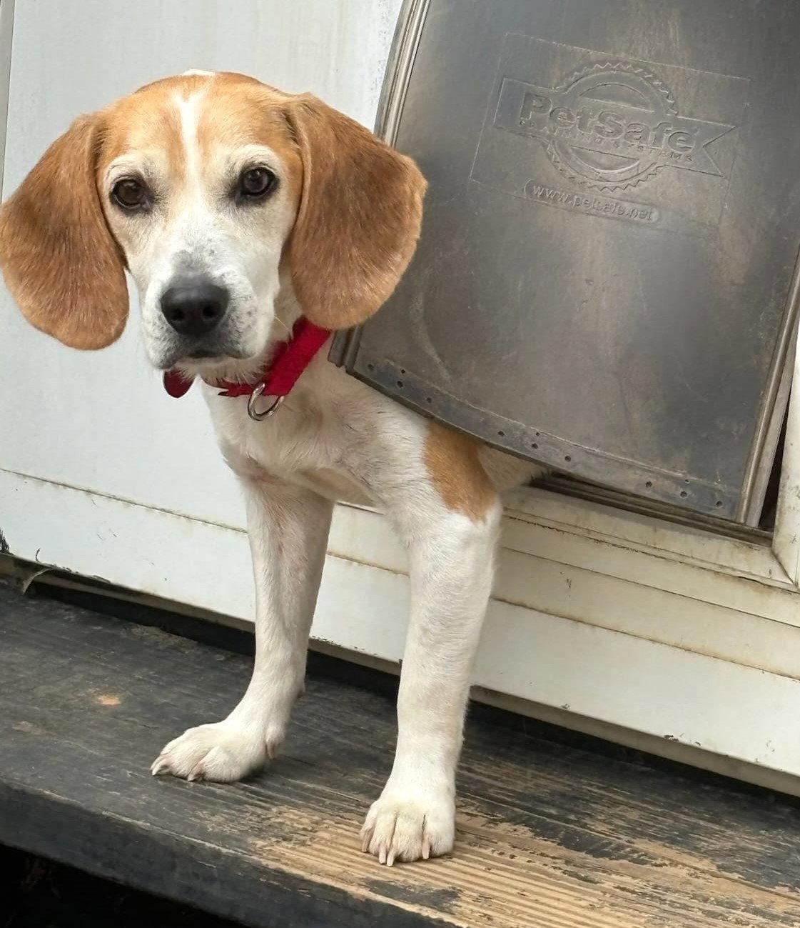 Smeagol, a Adoptable Beagle in Dunnellon, FL image 3/3