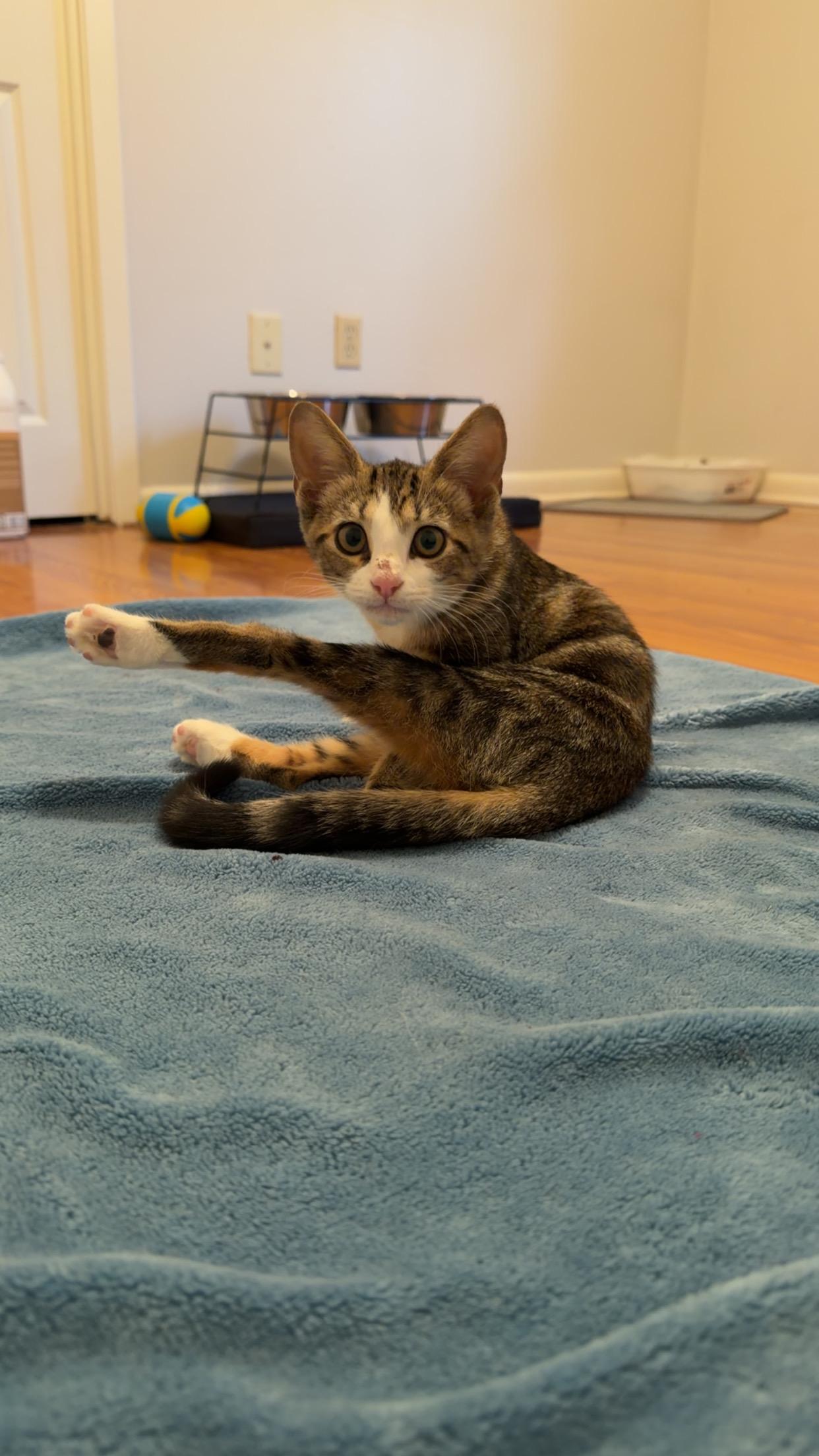 Mochi, an adopted Domestic Short Hair in Mississippi State, MS image 1/5