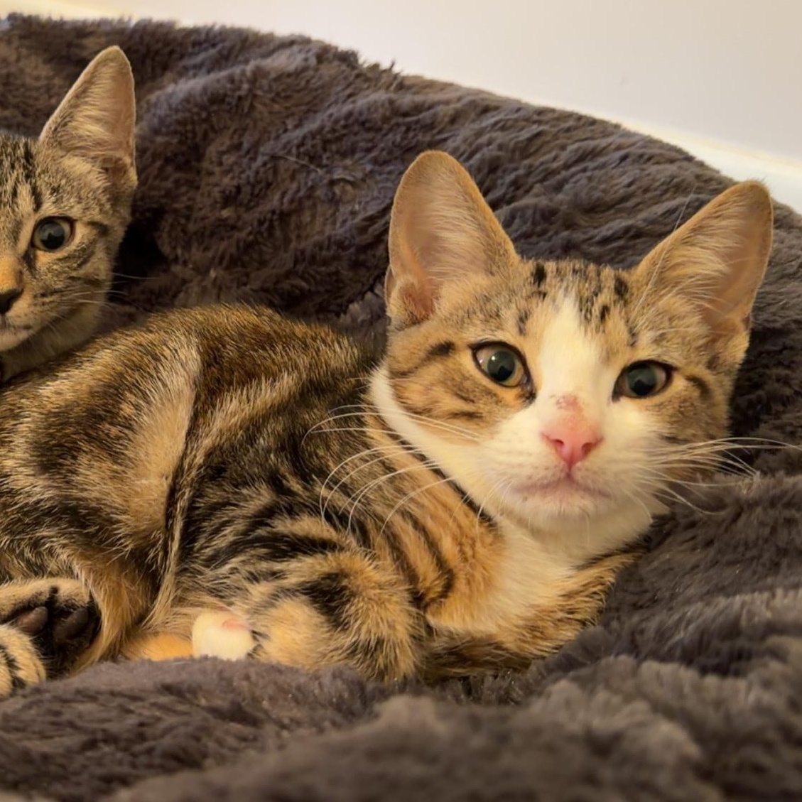 Mochi, an adopted Domestic Short Hair in Mississippi State, MS image 4/5
